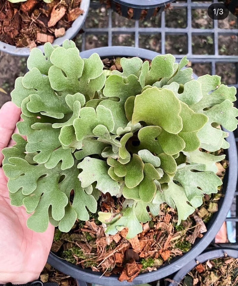 ビカクシダ リドレイ シルベリー ドワーフ Platycerium ridleyi