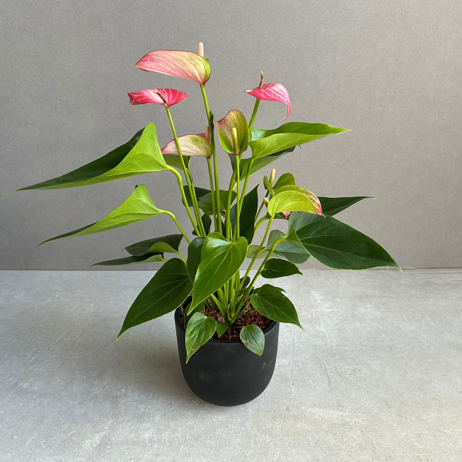 アンスリウム リビウム｜Anthurium Livium｜艶やかな深緑の葉が魅力の