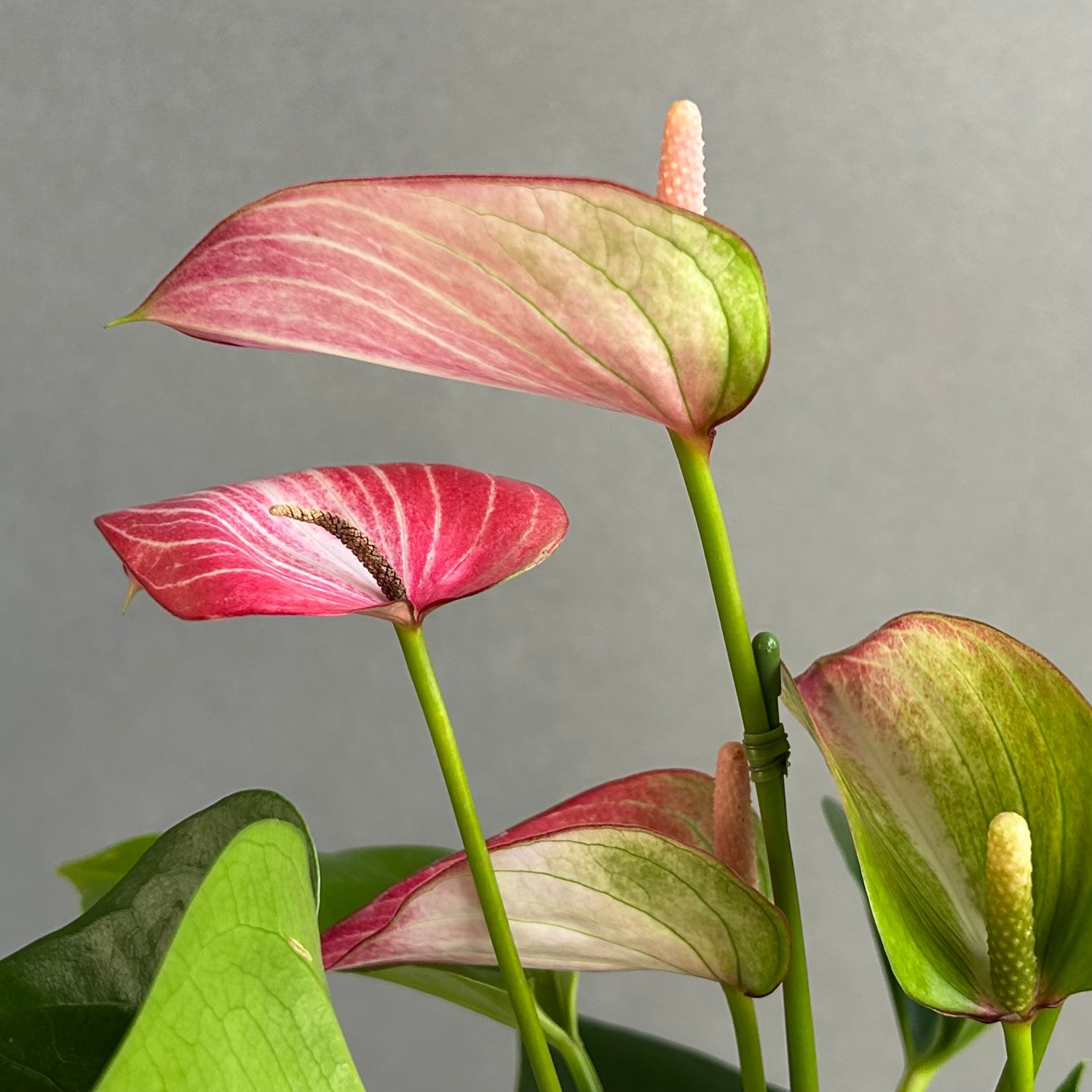 アンスリウム リビウム｜Anthurium Livium｜艶やかな深緑の葉が魅力の