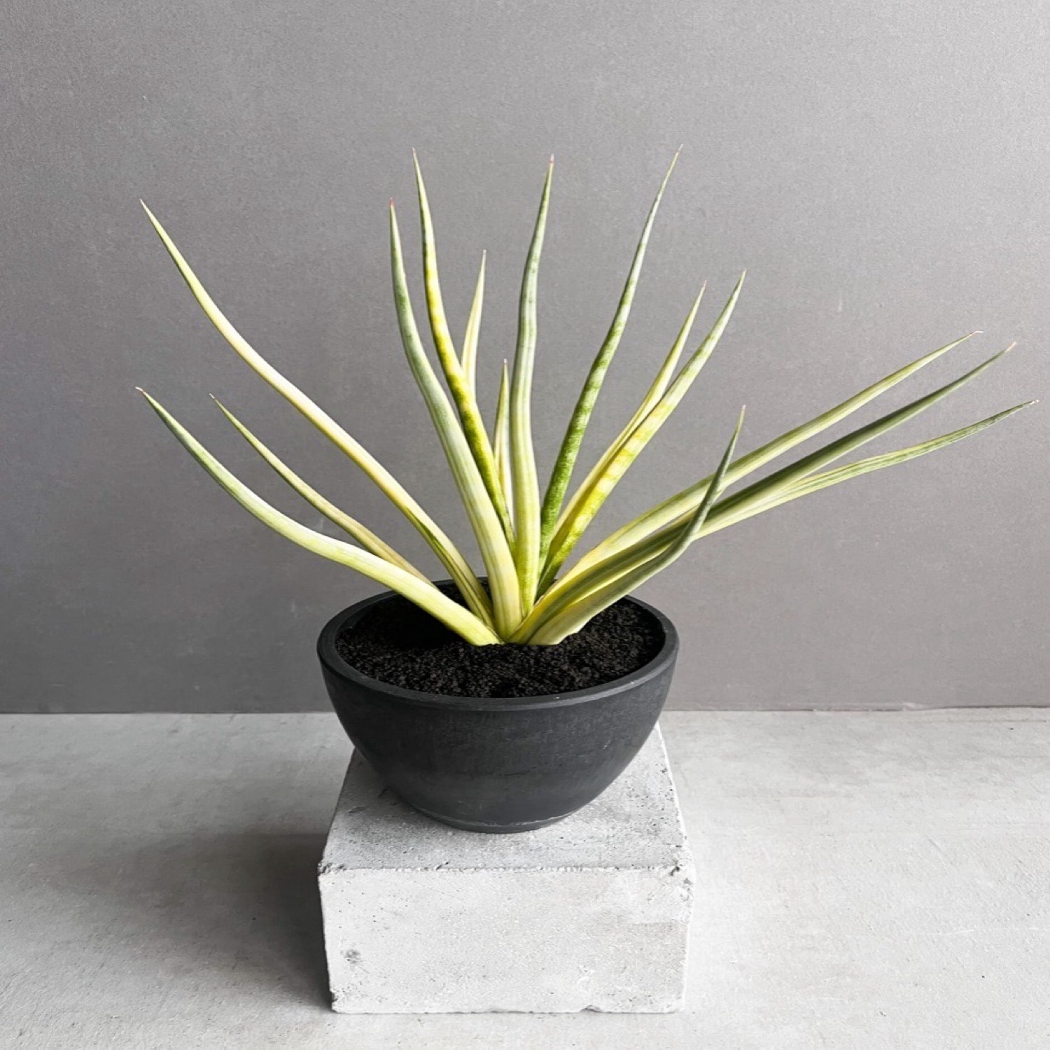 【ワイルド古株】サンスベリア ロイヤルクラウン サンセベリア ロイヤルクラウン 斑入 Sansevieria Variegated｜希少種