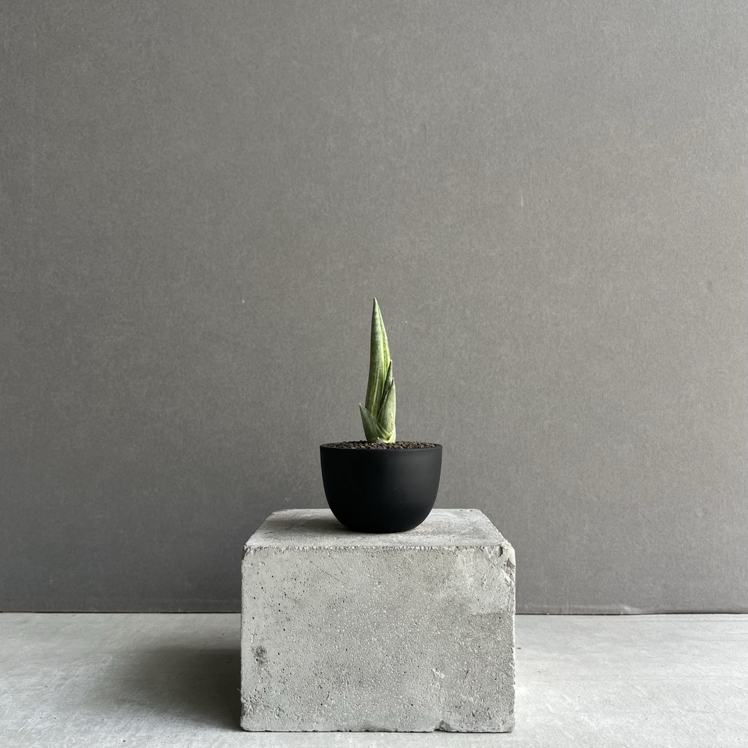 サンセベリア ロイヤルクラウン 斑入 Sansevieria Variegated｜希少種