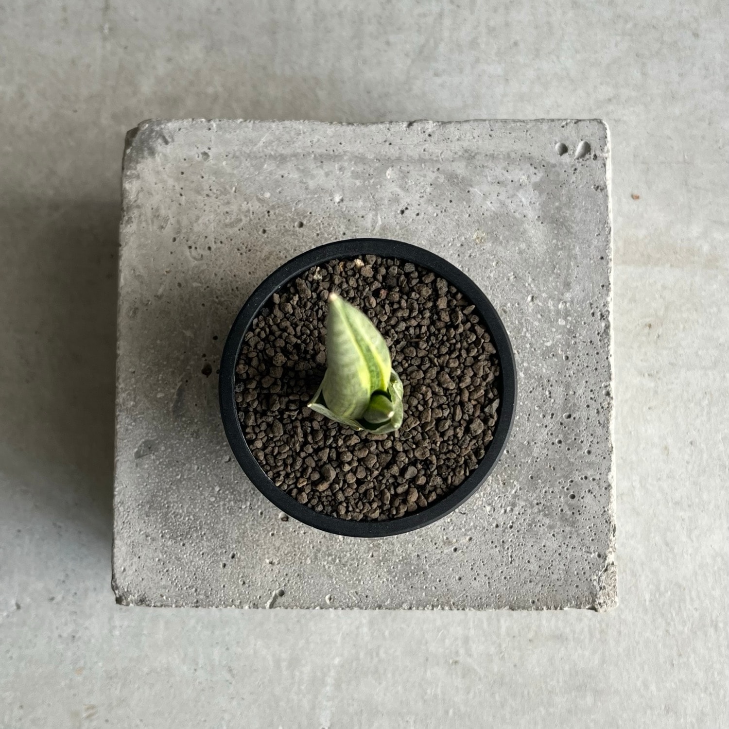 サンセベリア ロイヤルクラウン 斑入 Sansevieria Variegated｜希少種