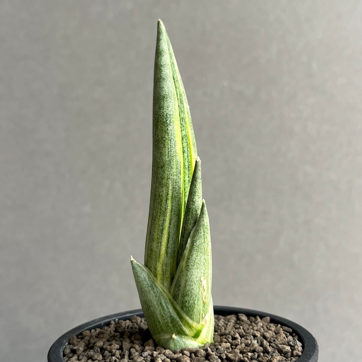 サンセベリア ロイヤルクラウン 斑入 Sansevieria Variegated｜希少種