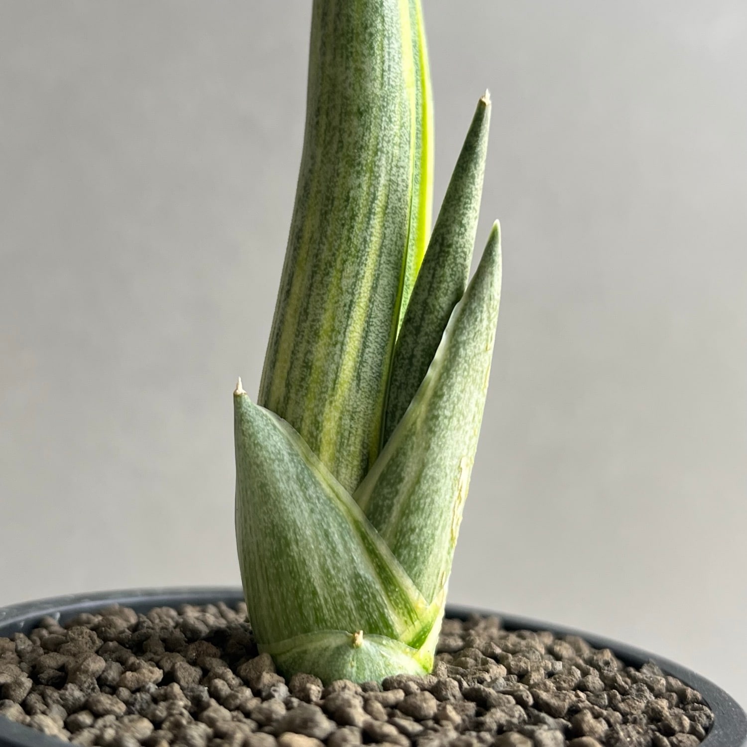 サンセベリア ロイヤルクラウン 斑入 Sansevieria Variegated｜希少種