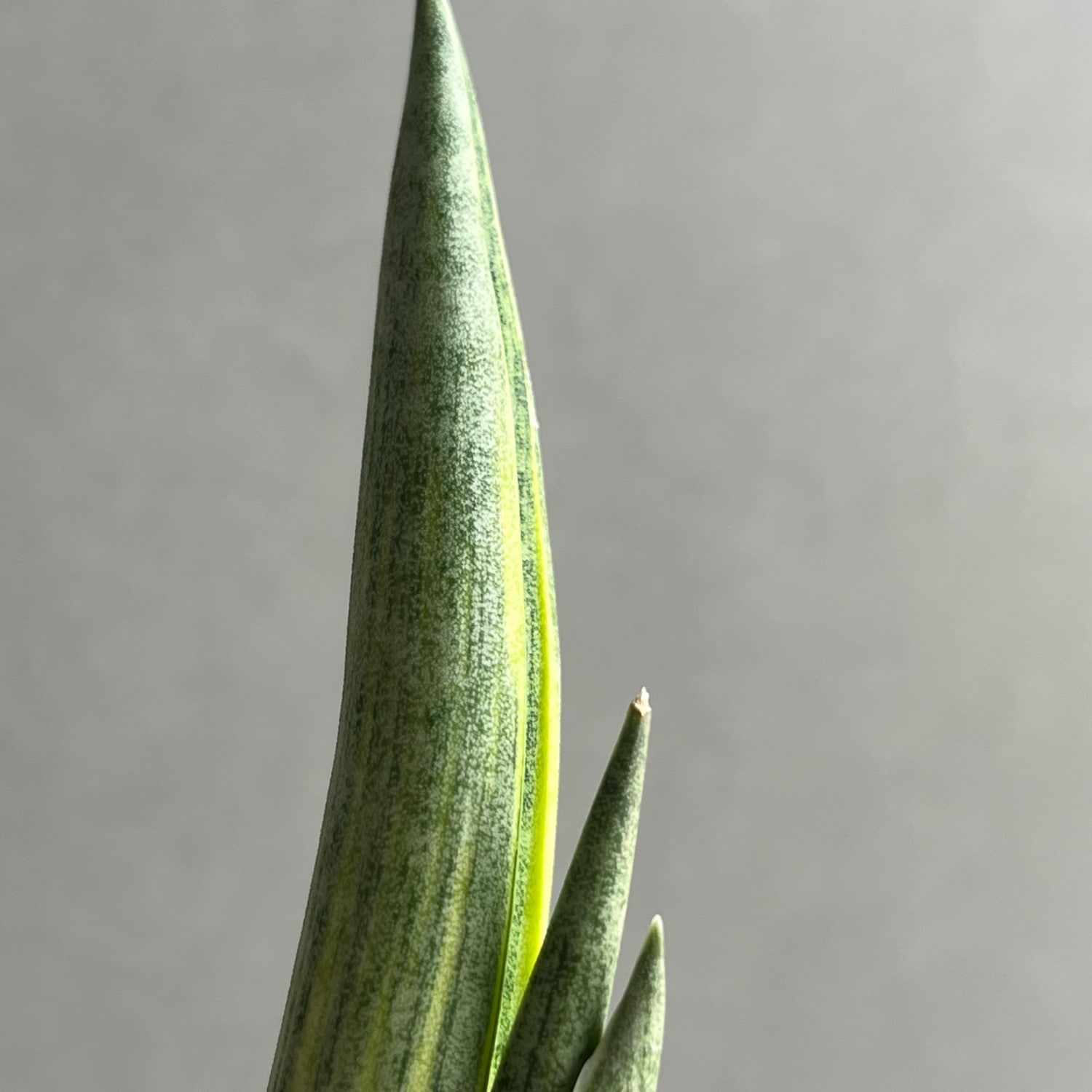 サンセベリア ロイヤルクラウン 斑入 Sansevieria Variegated｜希少種
