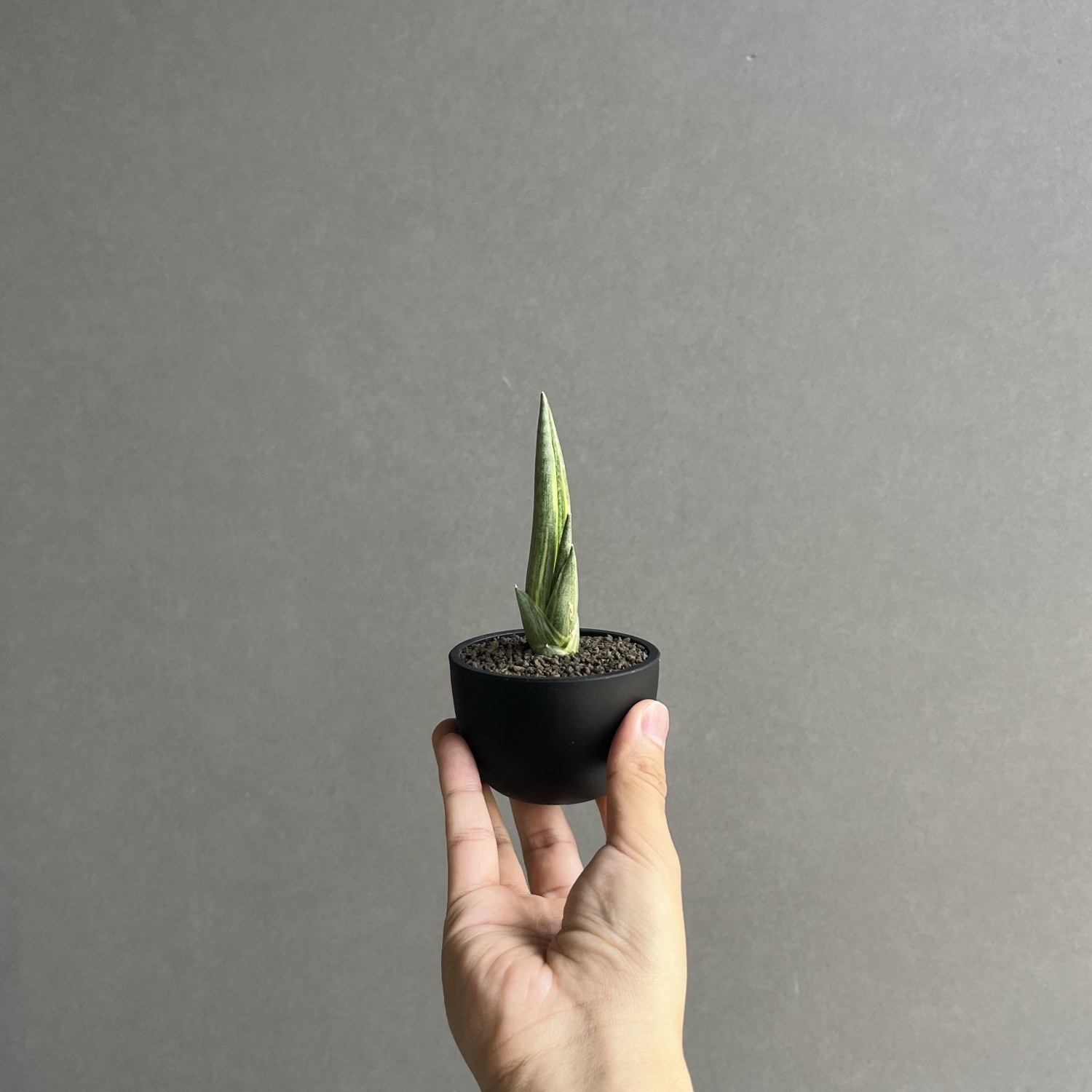 サンセベリア ロイヤルクラウン 斑入 Sansevieria Variegated｜希少種