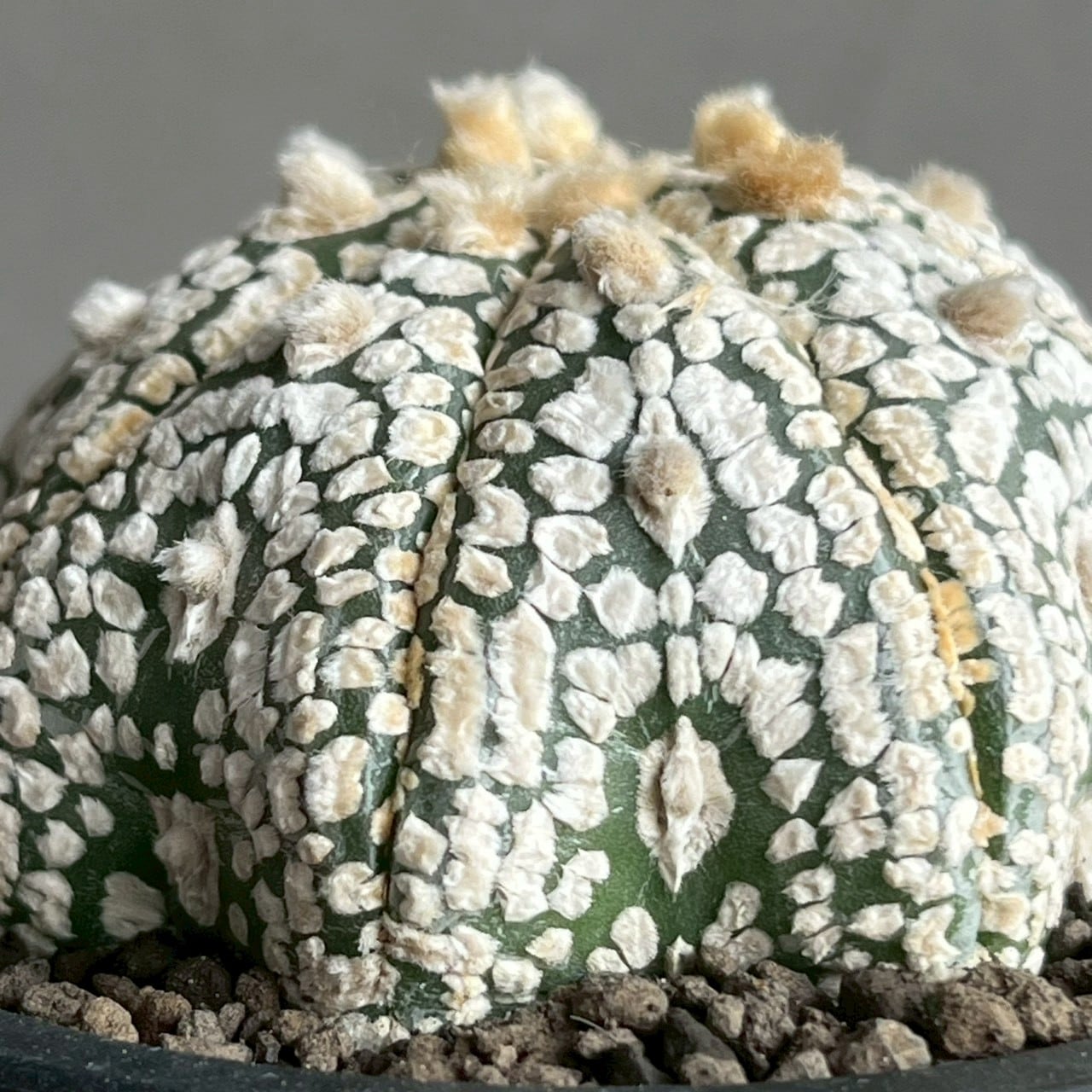 観葉植物 Astrophytum asterias 'Hanazonokabuto' アストロフィツム