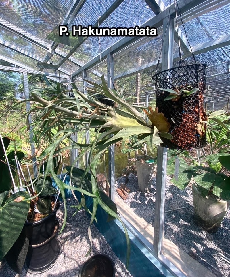 ビカクシダ ハクナ マタタ(子株) Platycerium Hakuna Matata ( (P