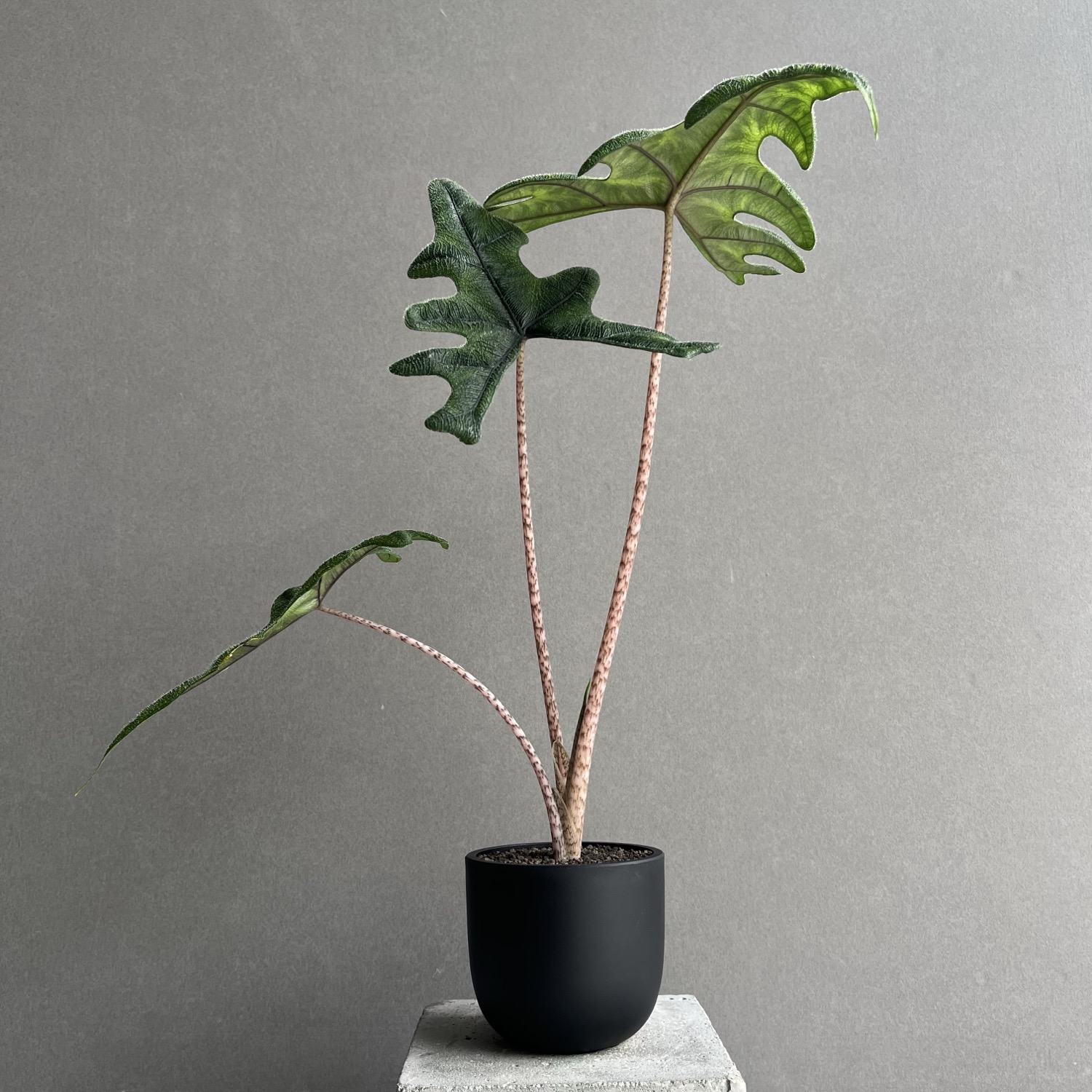 アロカシア ジャックリン Alocasia Jacklyn｜観葉植物 アロイド 耐陰性