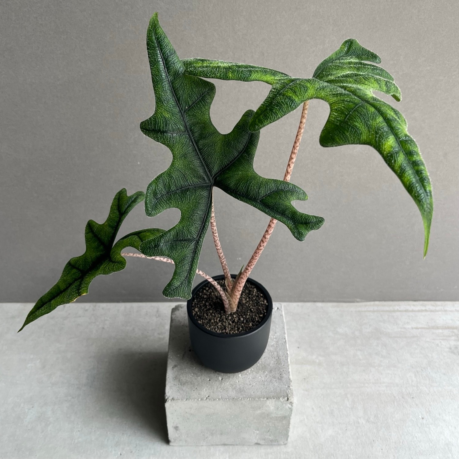 アロカシア ジャックリン Alocasia Jacklyn｜観葉植物 アロイド 耐陰性