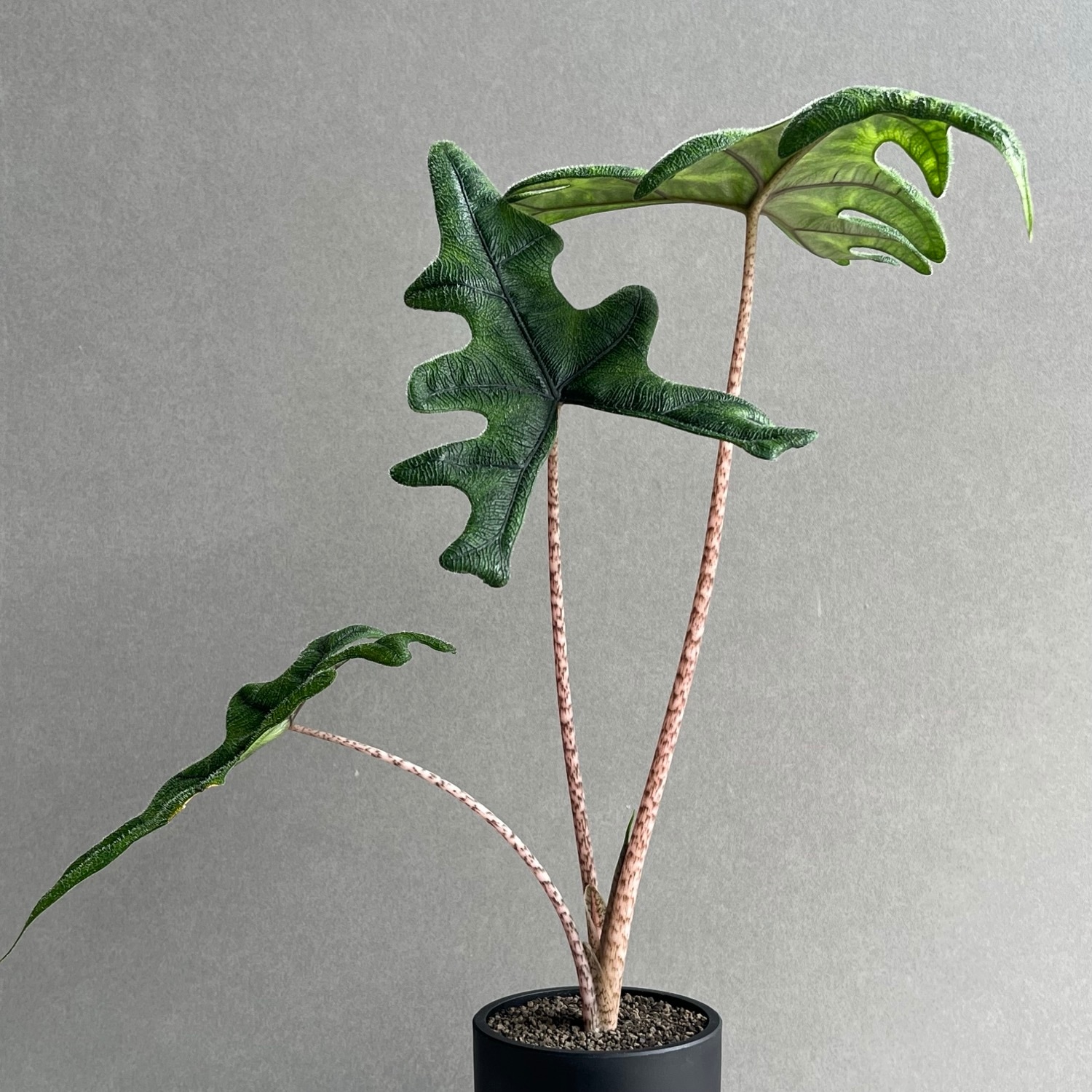 アロカシア ジャックリン Alocasia Jacklyn｜観葉植物 アロイド 耐陰性