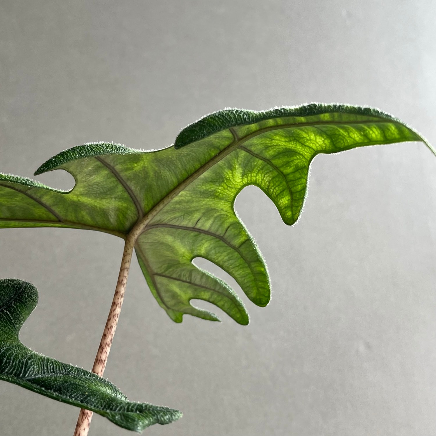 アロカシア ジャックリン Alocasia Jacklyn｜観葉植物 アロイド 耐陰性