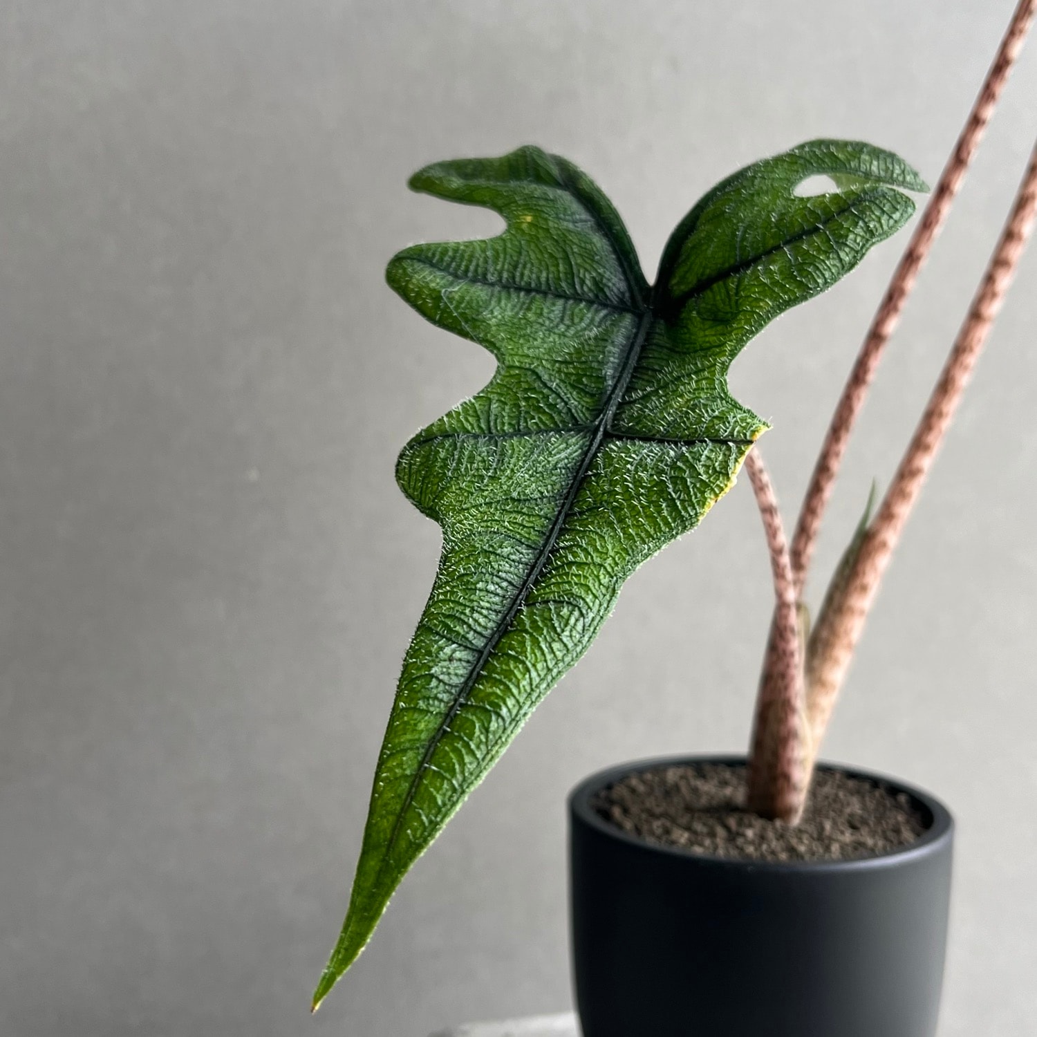 アロカシア ジャックリン Alocasia Jacklyn｜観葉植物 アロイド 耐陰性