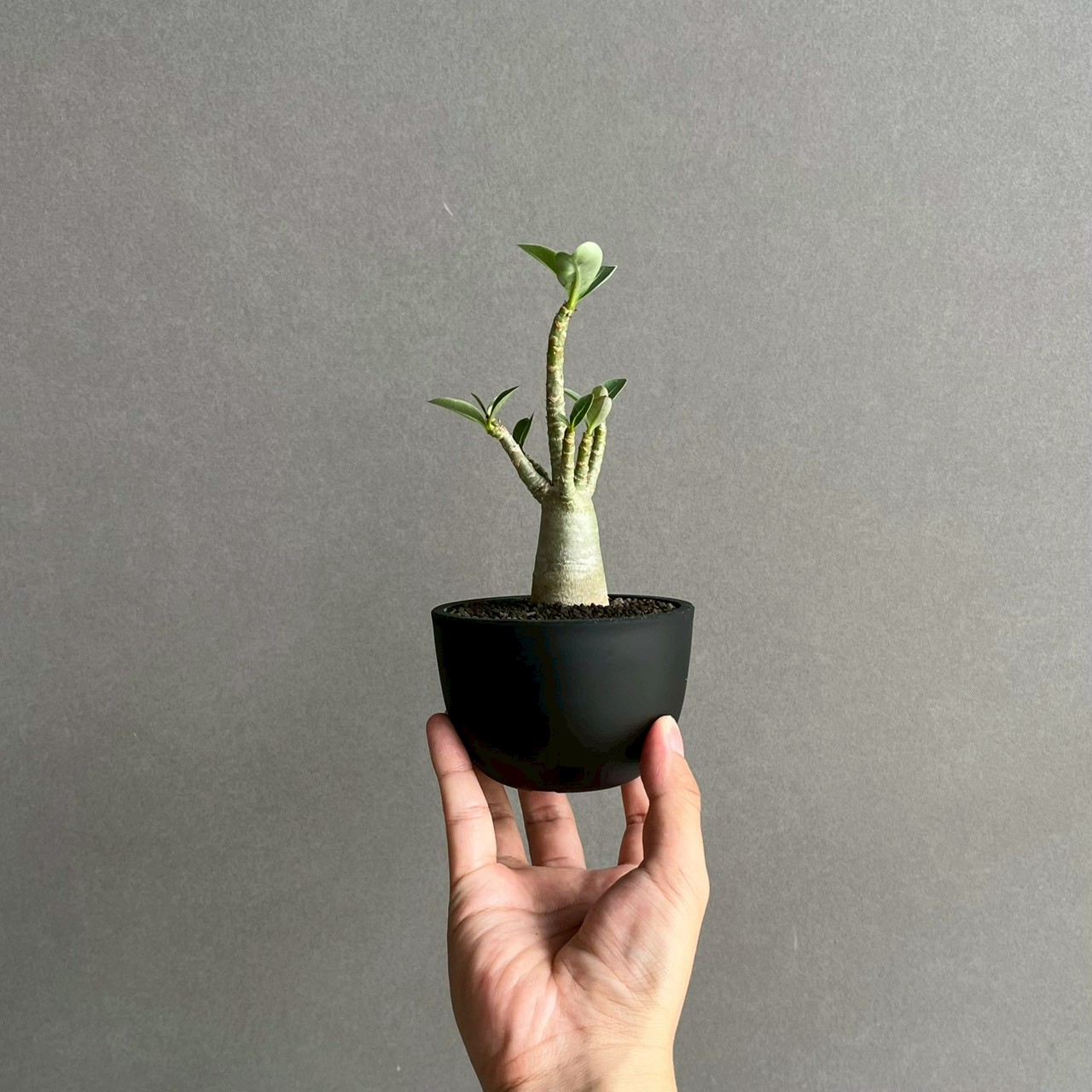 アデニウム アラビカム｜コンパクトで美しい樹形の塊根植物｜SHOUCHIKU-EN