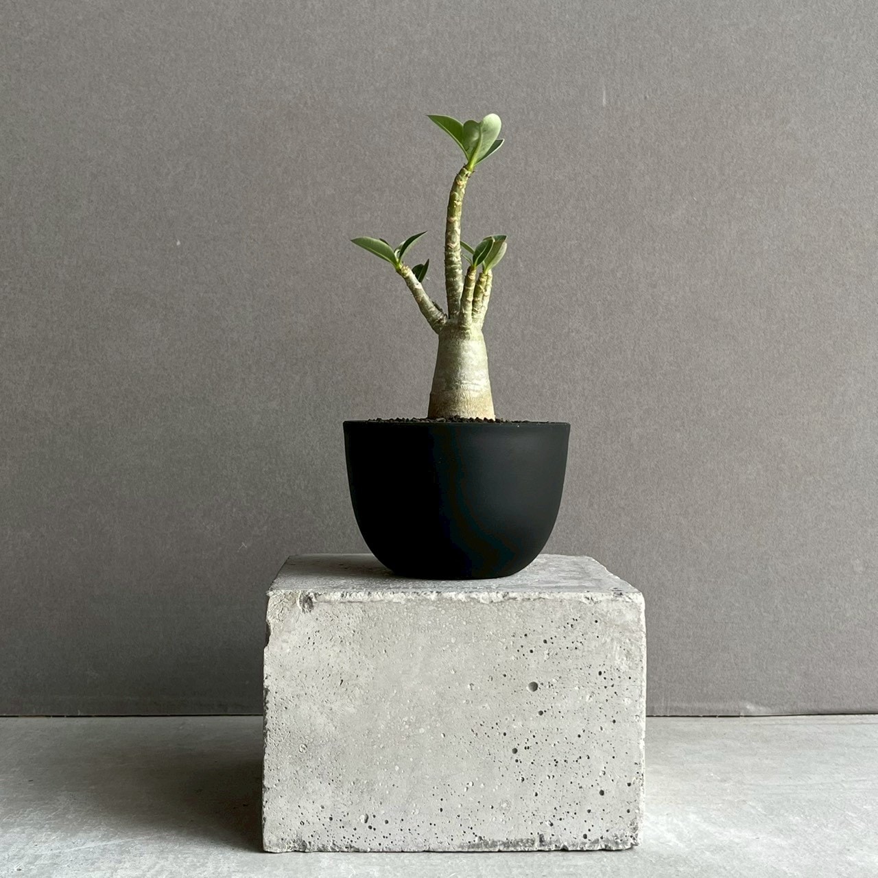 アデニウム アラビカム｜コンパクトで美しい樹形の塊根植物｜SHOUCHIKU-EN