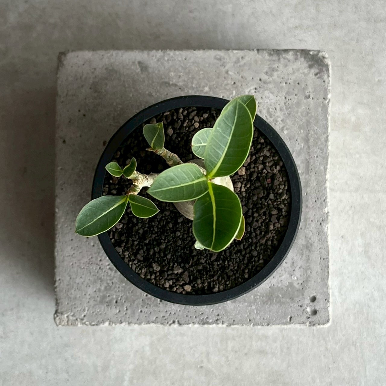 アデニウム アラビカム｜コンパクトで美しい樹形の塊根植物｜SHOUCHIKU-EN