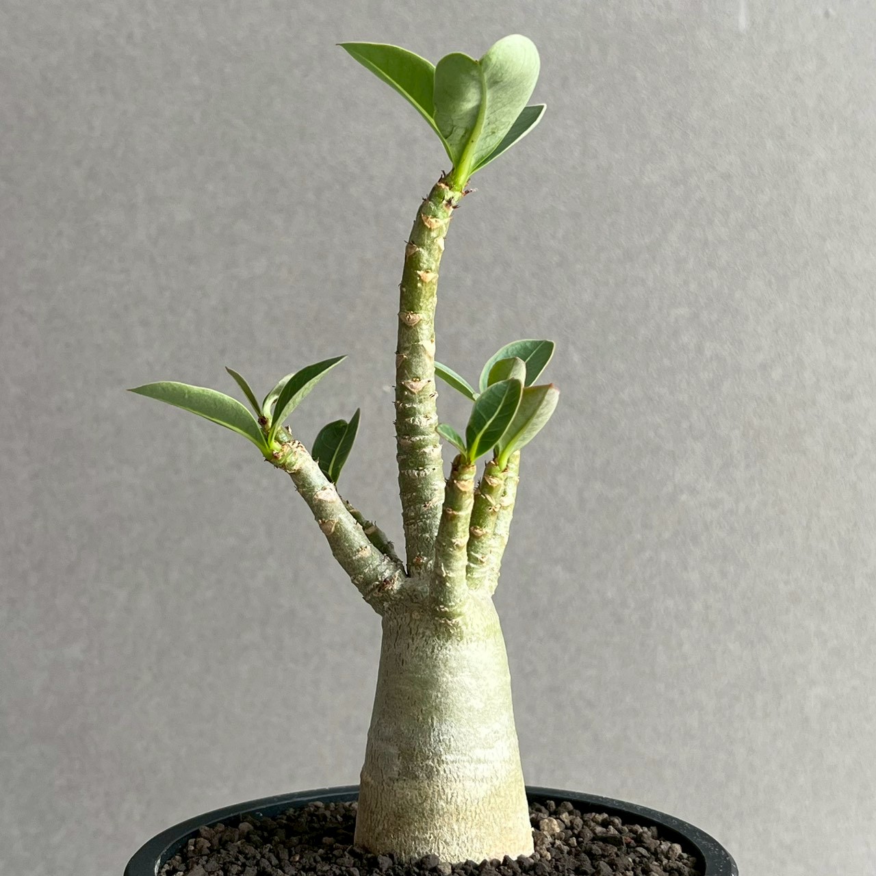 アデニウム アラビカム｜コンパクトで美しい樹形の塊根植物｜SHOUCHIKU-EN