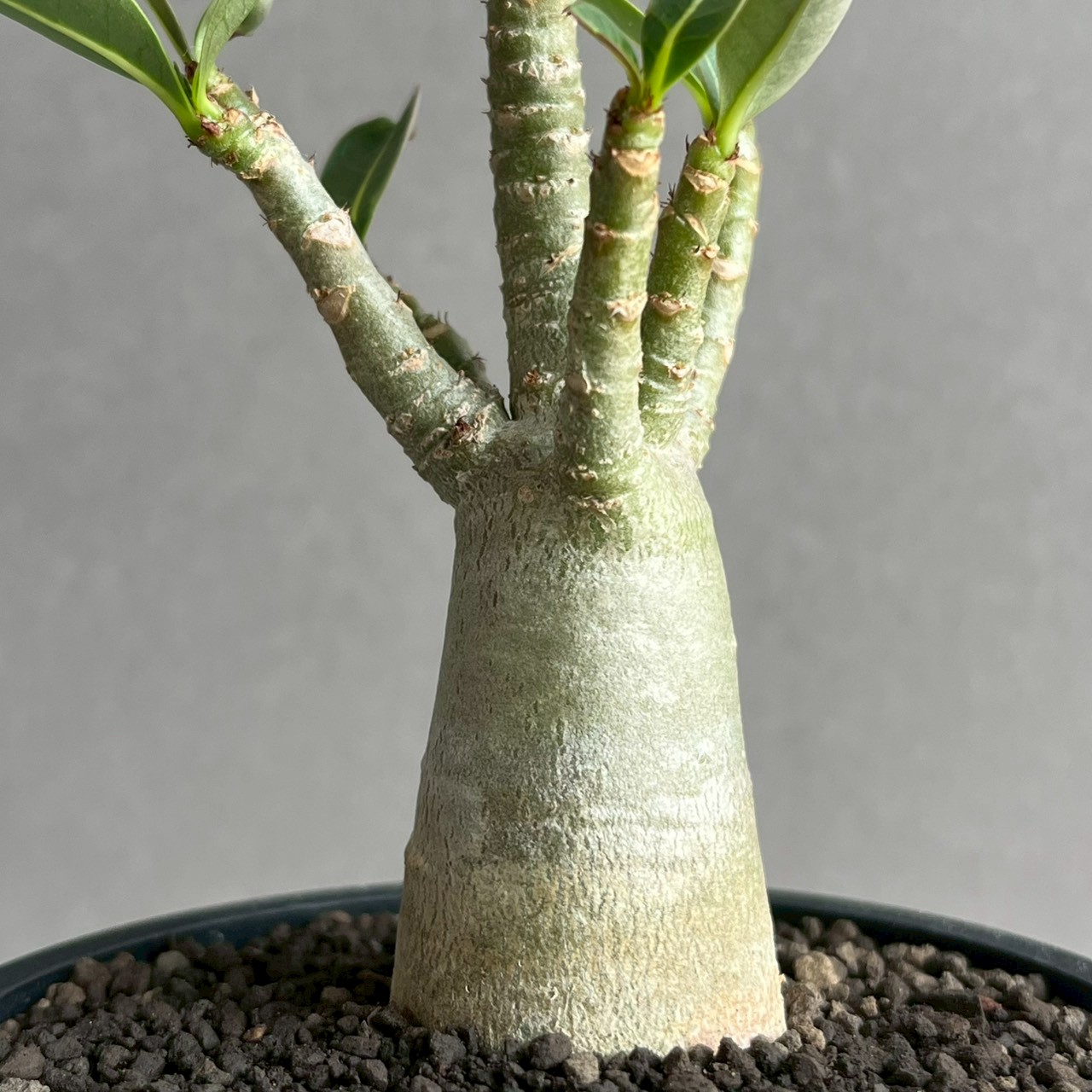 アデニウム アラビカム｜コンパクトで美しい樹形の塊根植物｜SHOUCHIKU-EN