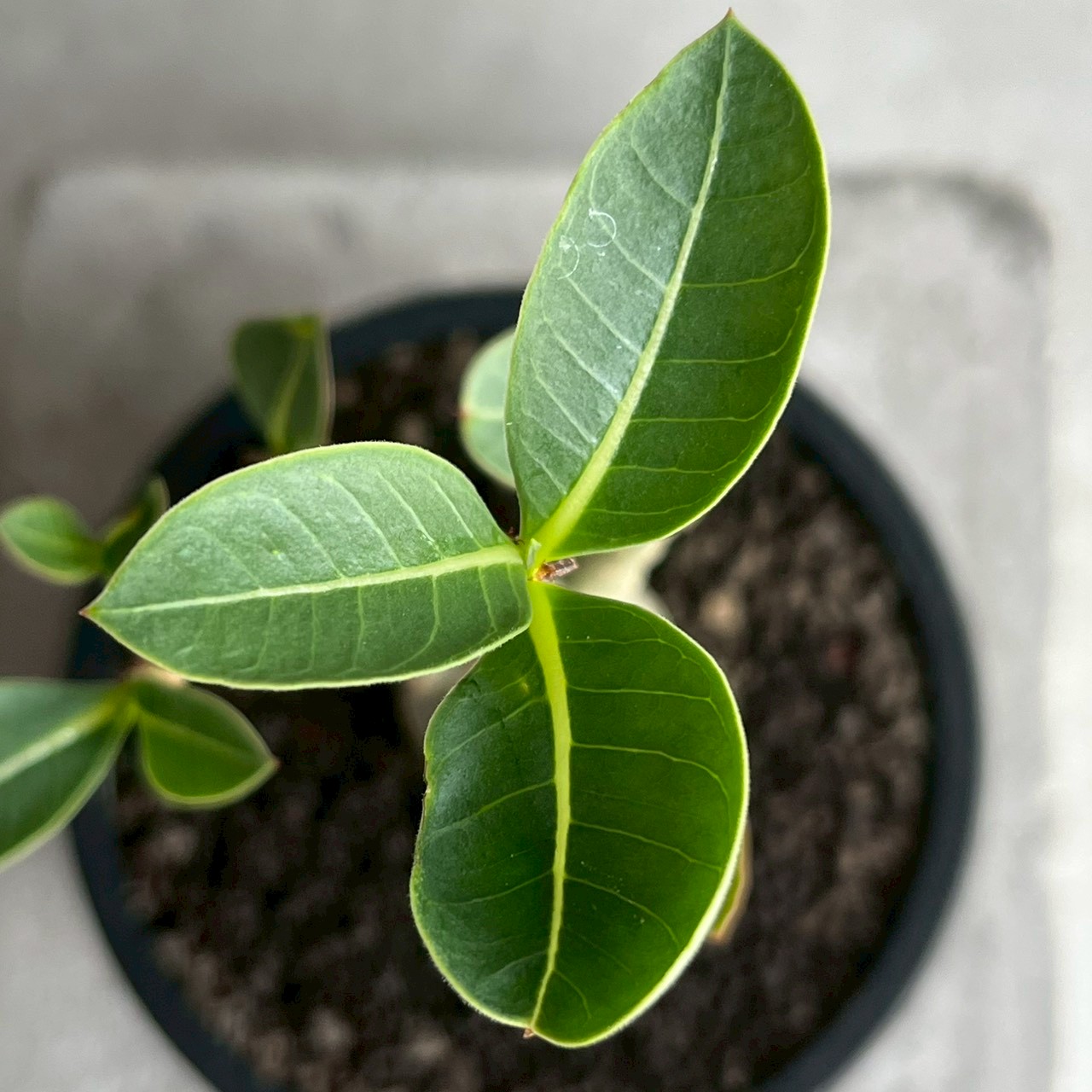 アデニウム アラビカム｜コンパクトで美しい樹形の塊根植物｜SHOUCHIKU-EN