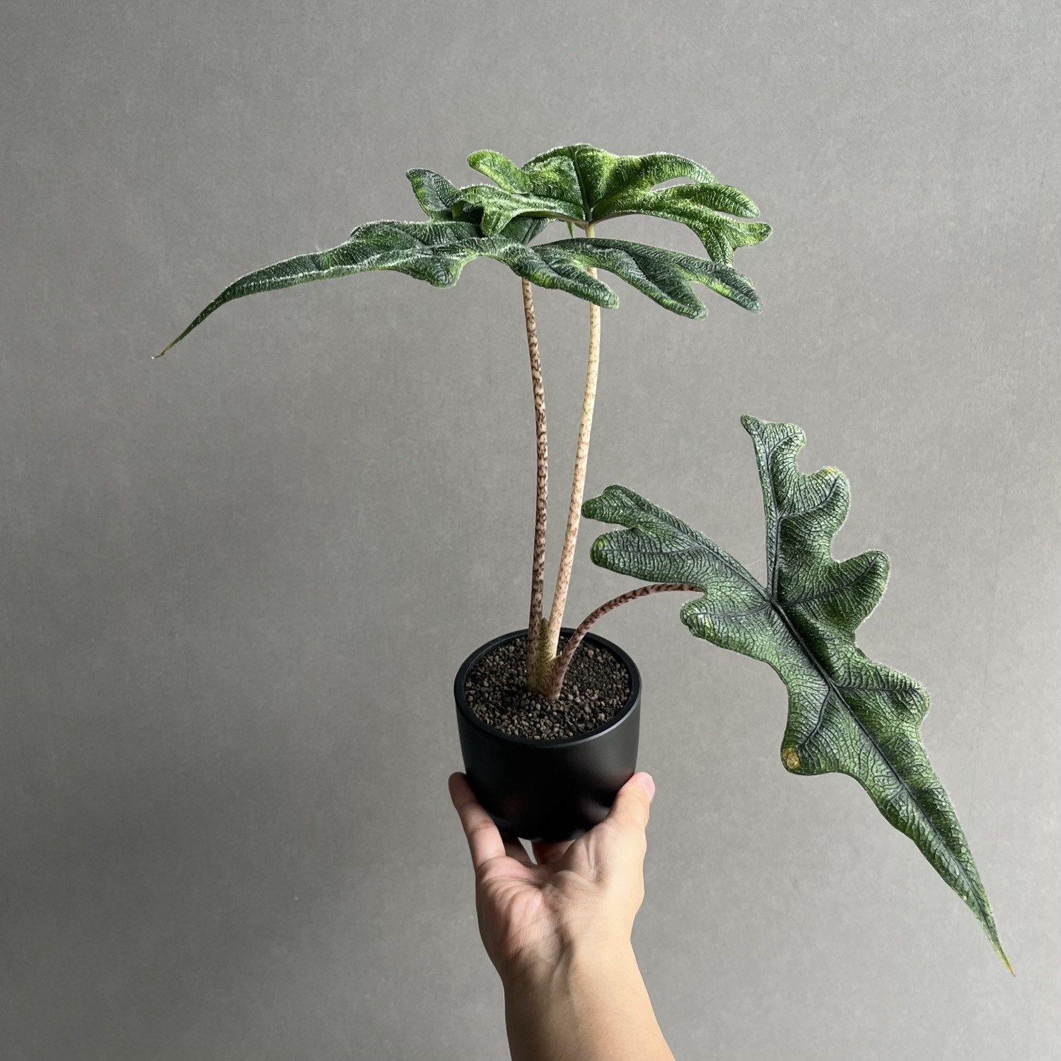 アロカシア ジャックリン Alocasia Jacklyn｜観葉植物 アロイド 耐陰性