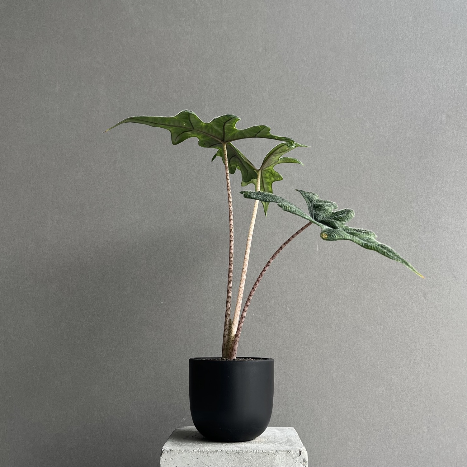 アロカシア ジャックリン Alocasia Jacklyn｜観葉植物 アロイド 耐陰性