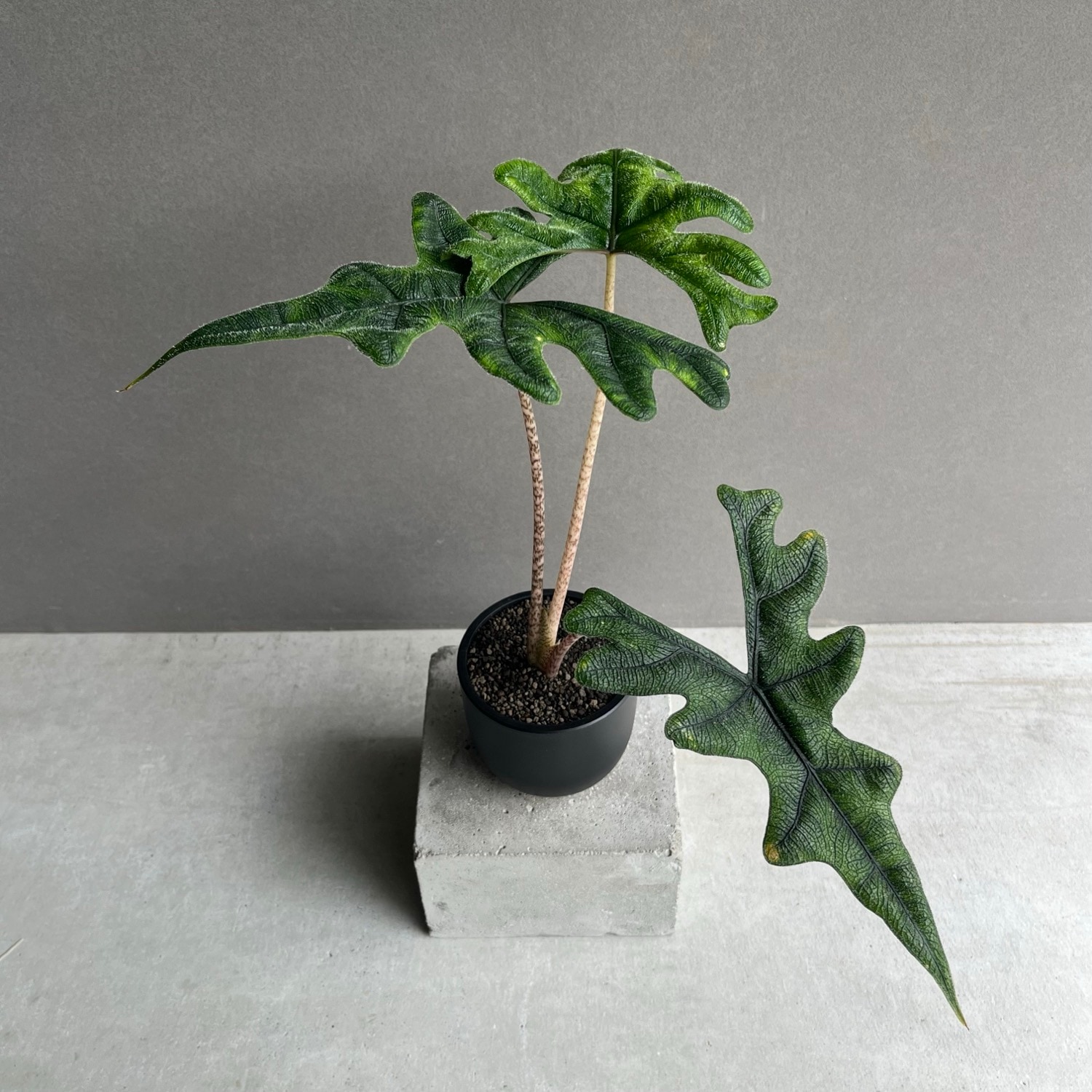アロカシア ジャックリン Alocasia Jacklyn｜観葉植物 アロイド 耐陰性