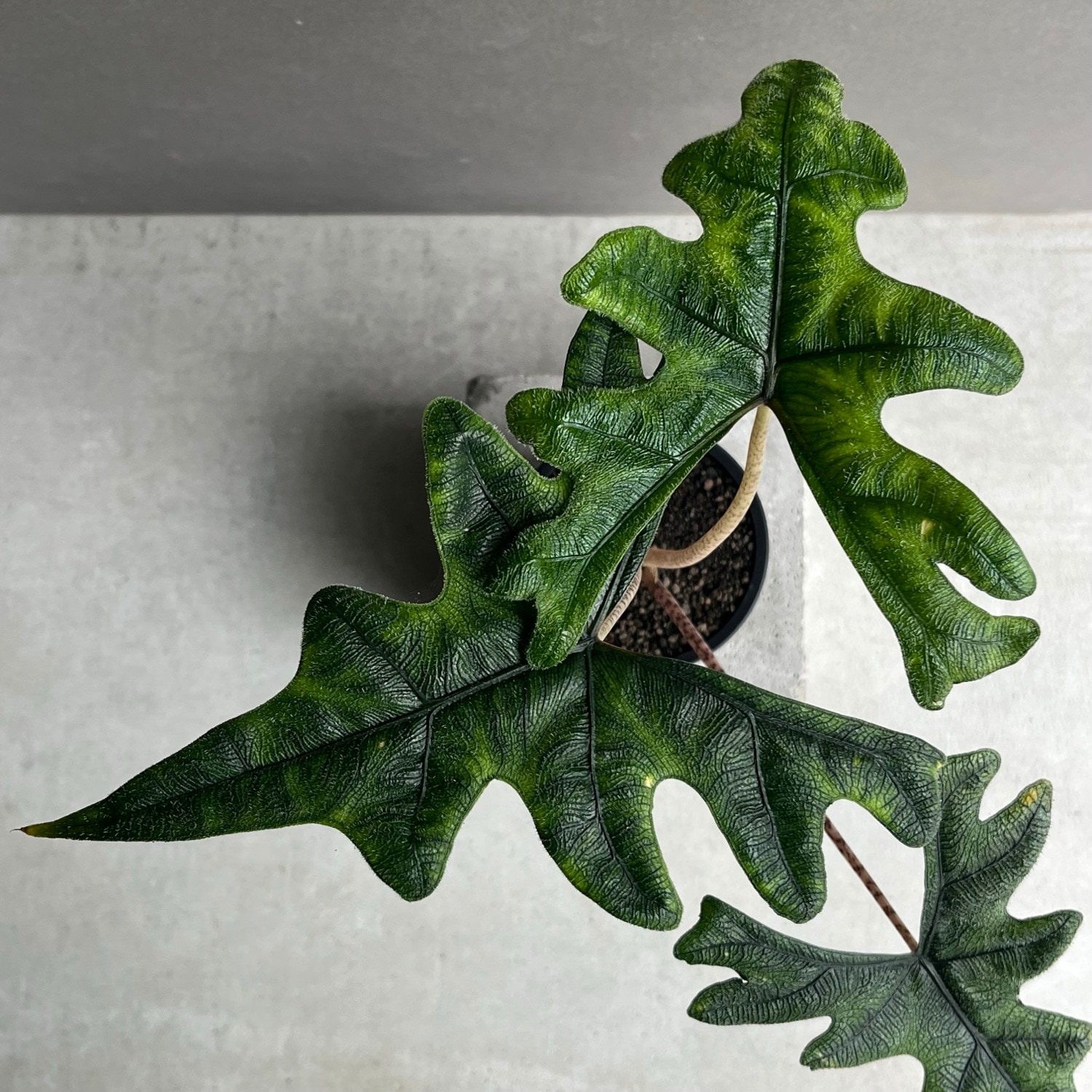 アロカシア ジャックリン Alocasia Jacklyn｜観葉植物 アロイド 耐陰性