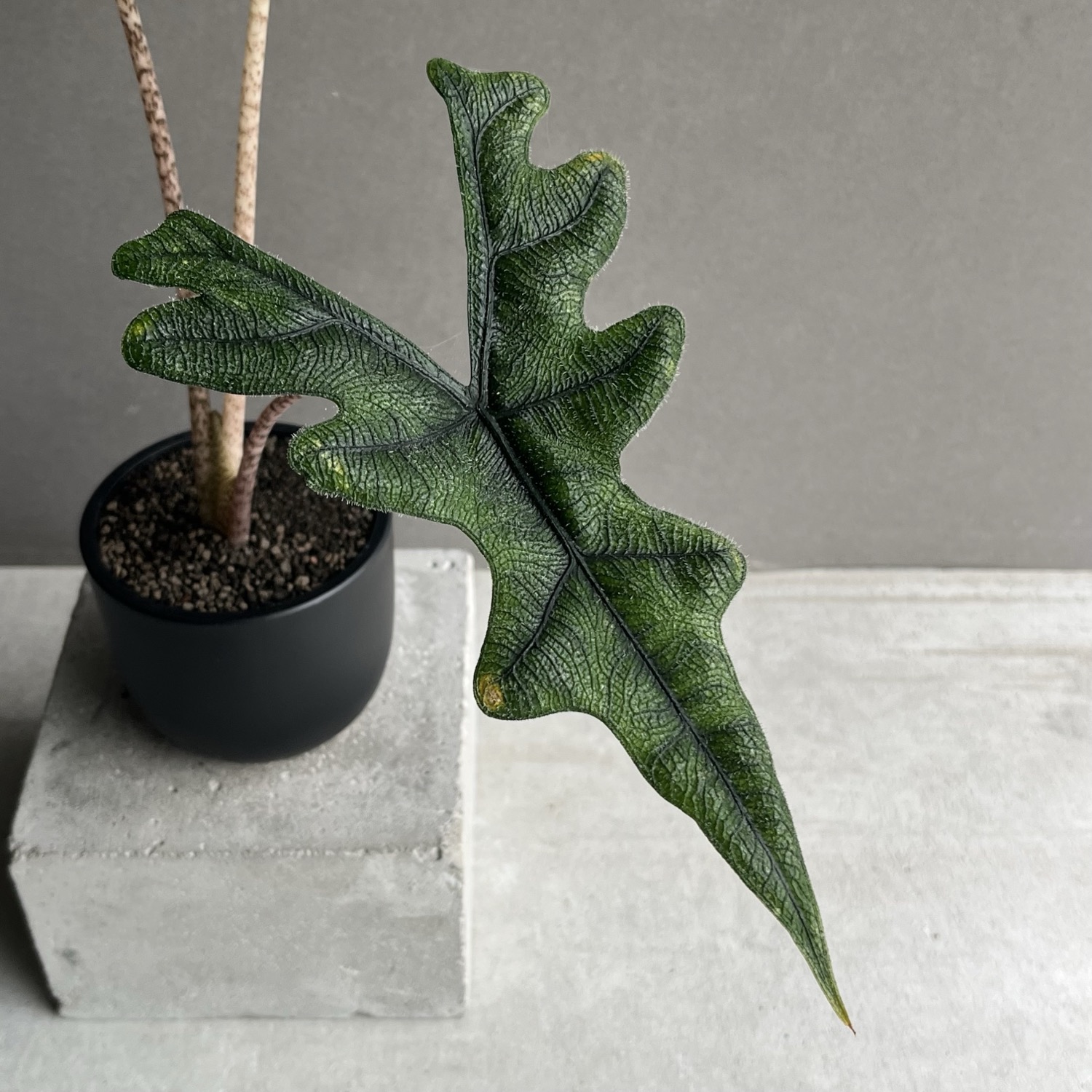 アロカシア ジャックリン Alocasia Jacklyn｜観葉植物 アロイド 耐陰性