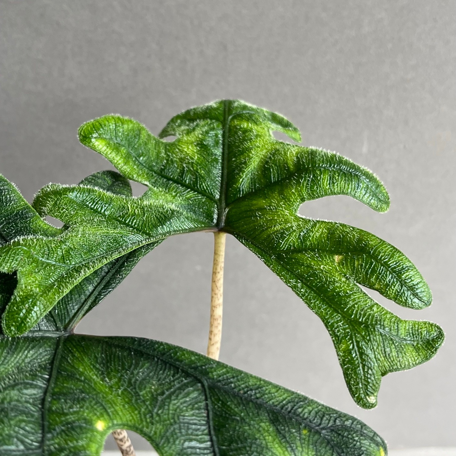 アロカシア ジャックリン Alocasia Jacklyn｜観葉植物 アロイド 耐陰性