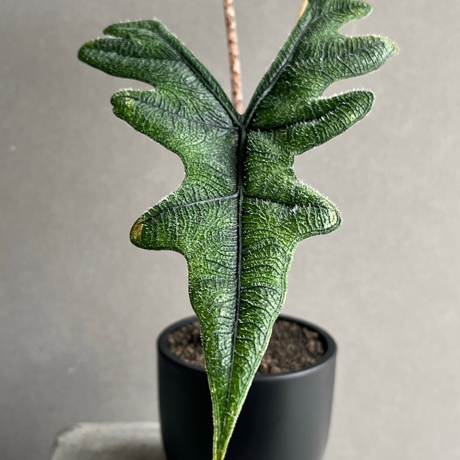 アロカシア ジャックリン Alocasia Jacklyn｜観葉植物 アロイド 耐陰性