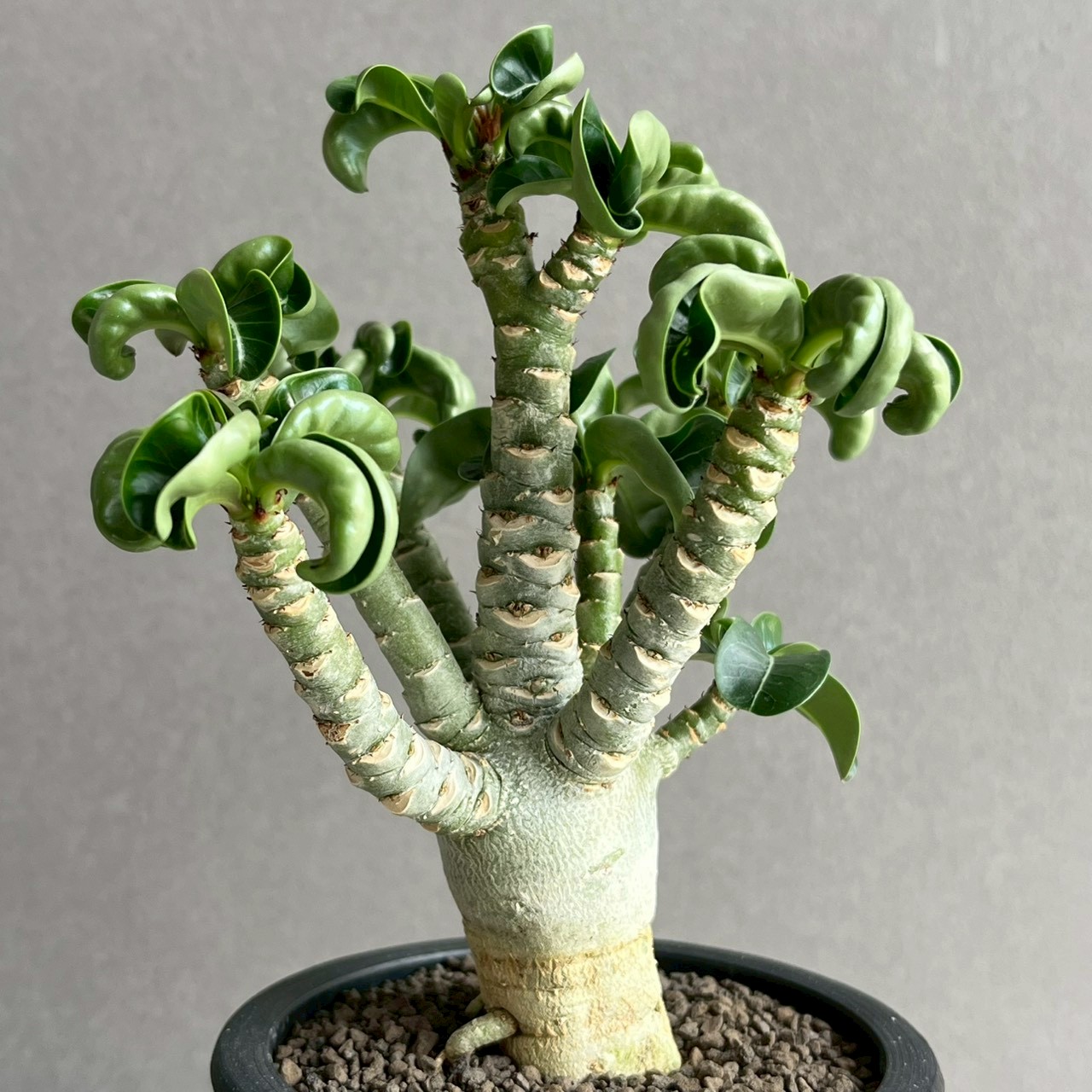アデニウム メデューサ DHA 極美 Adenium Medusa DHA アデニウム メデューサ D.H.A（獅子葉）｜カール葉が美しい個性派