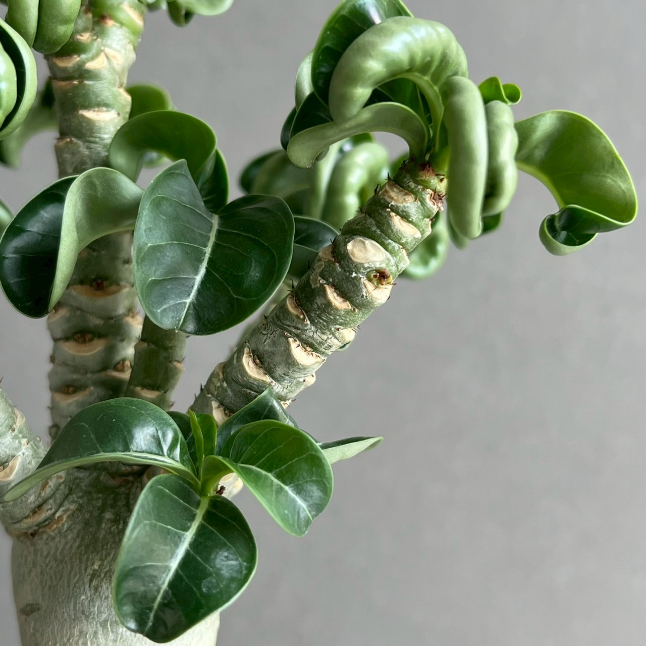 アデニウム メデューサ DHA 極美 Adenium Medusa DHA アデニウム メデューサ D.H.A（獅子葉）｜カール葉が美しい個性派
