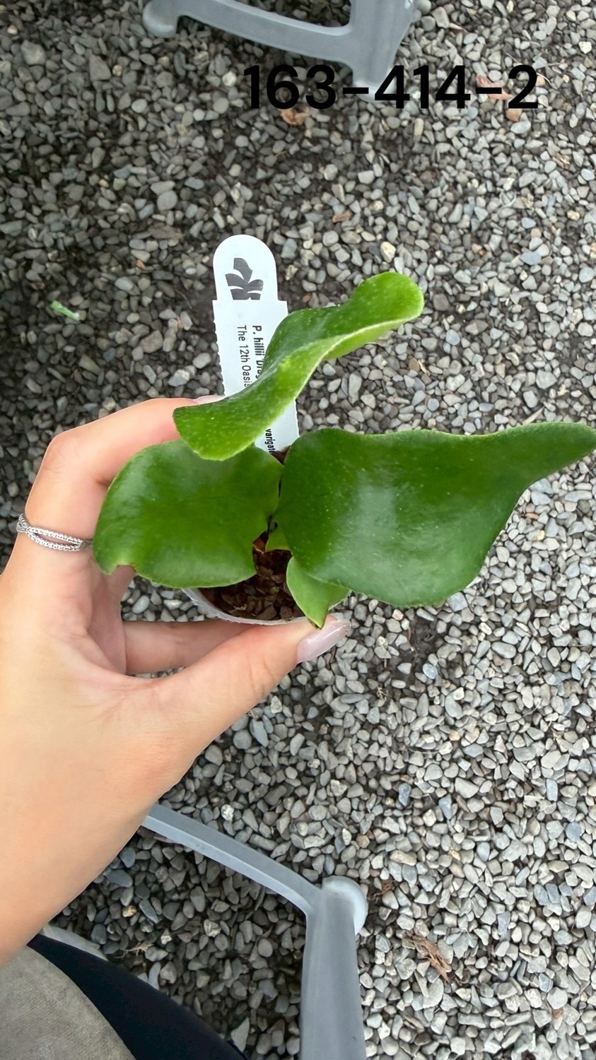 ヒリー ドラゴン ビカクシダ ヒリードラゴン Platycerium hillii cv
