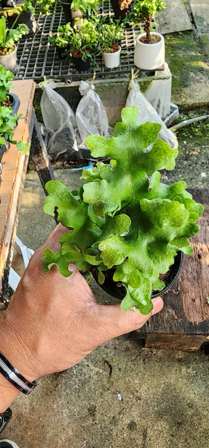ミクロソリウム スプリングテール Microsorum punctatum cv. Spring