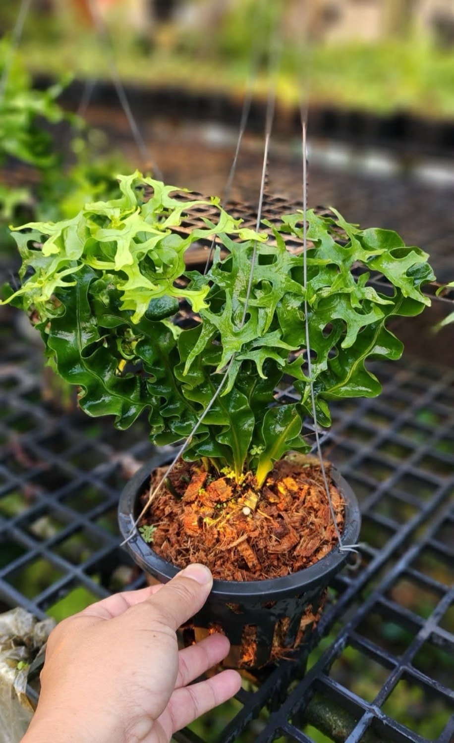 ミクロソリウム スプリングテール Microsorum punctatum cv. Spring