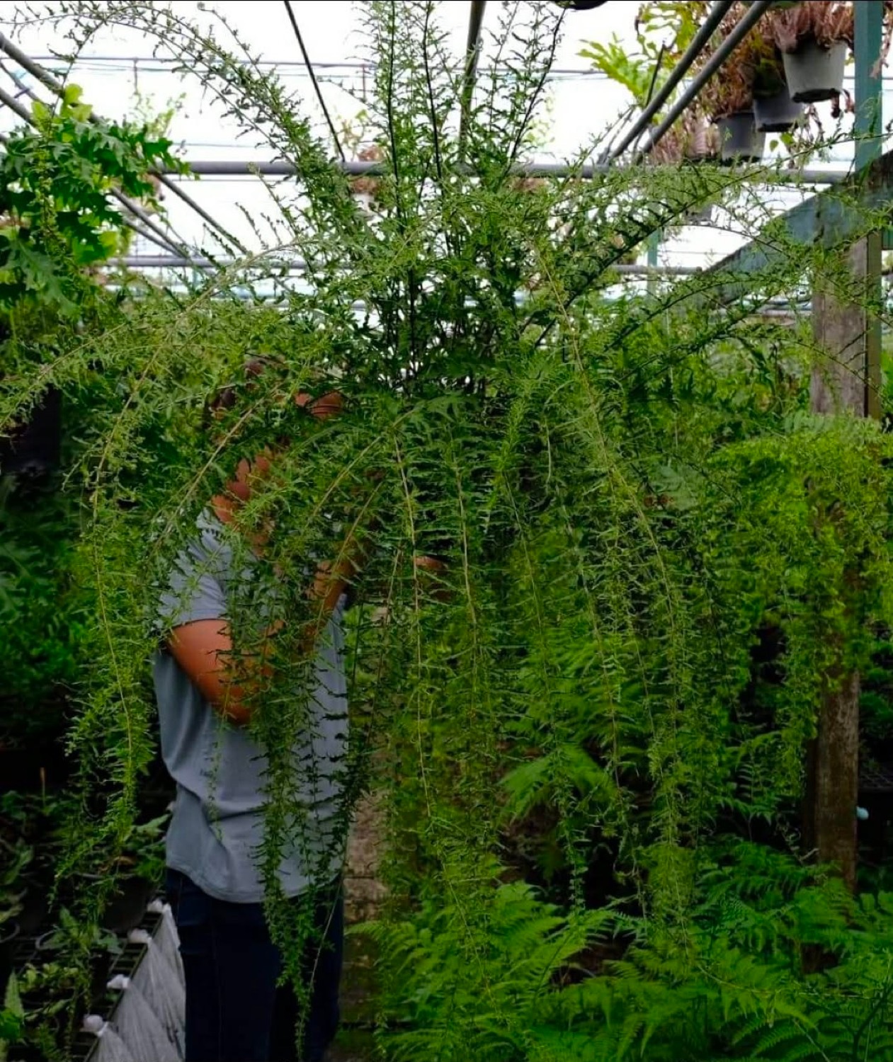 ネフロレピス コルディフォリア 変異種 Nephrolepis cordifolia