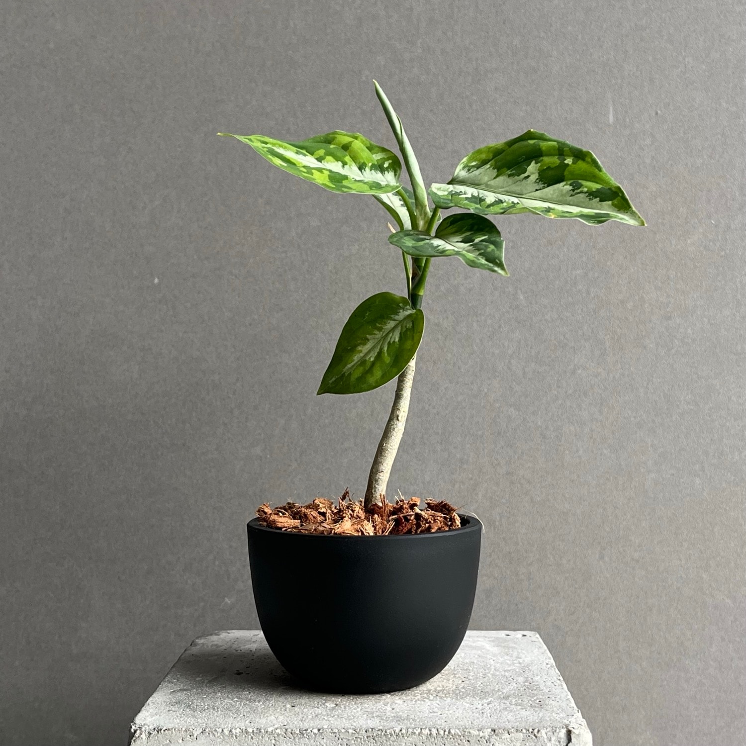 アグラオネマ ピクタム トリカラー Aglaonema pictum tricolor｜迷彩柄 