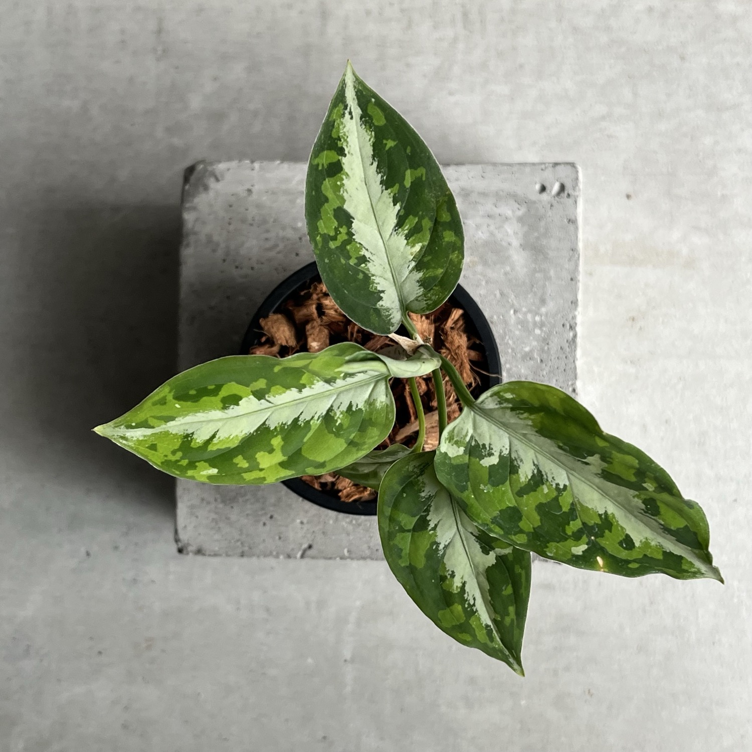 アグラオネマ ピクタム トリカラー Aglaonema pictum tricolor｜迷彩柄