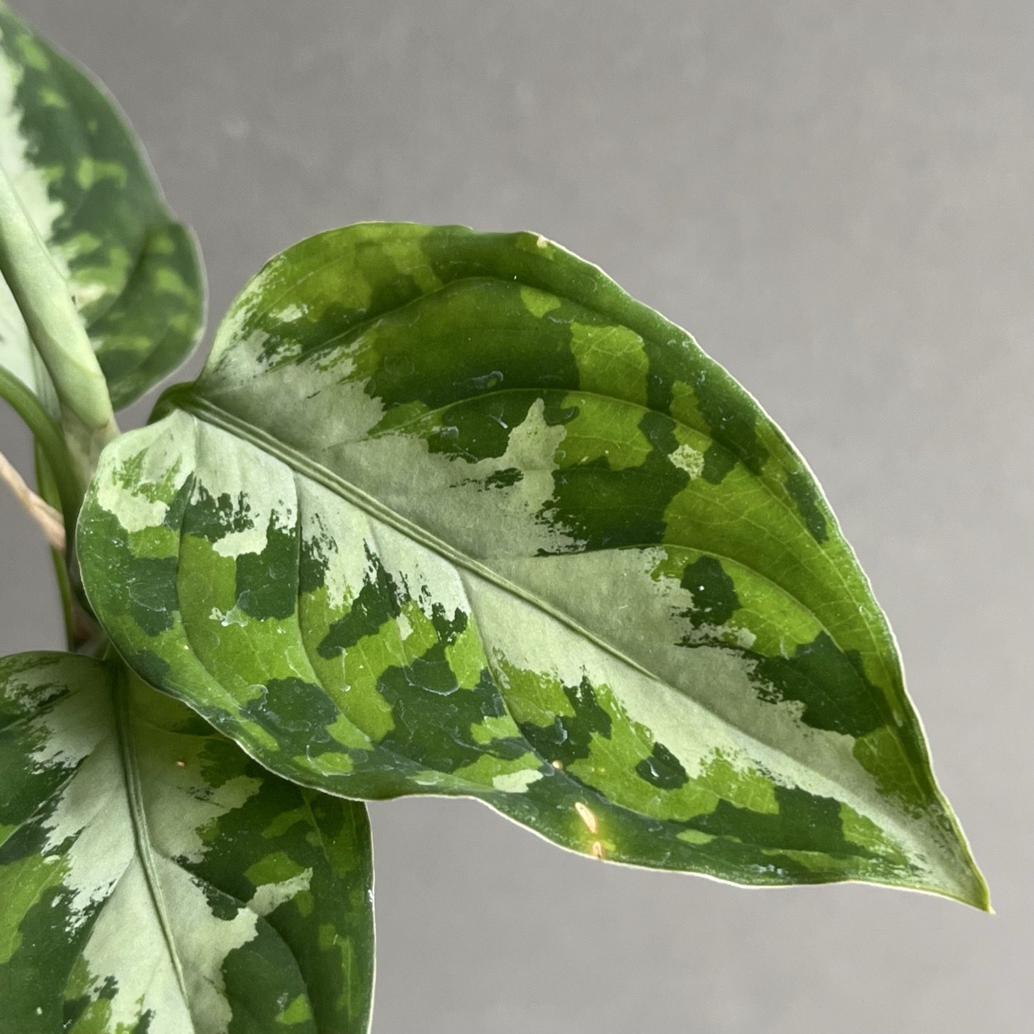 アグラオネマ ピクタム トリカラー Aglaonema pictum tricolor｜迷彩柄