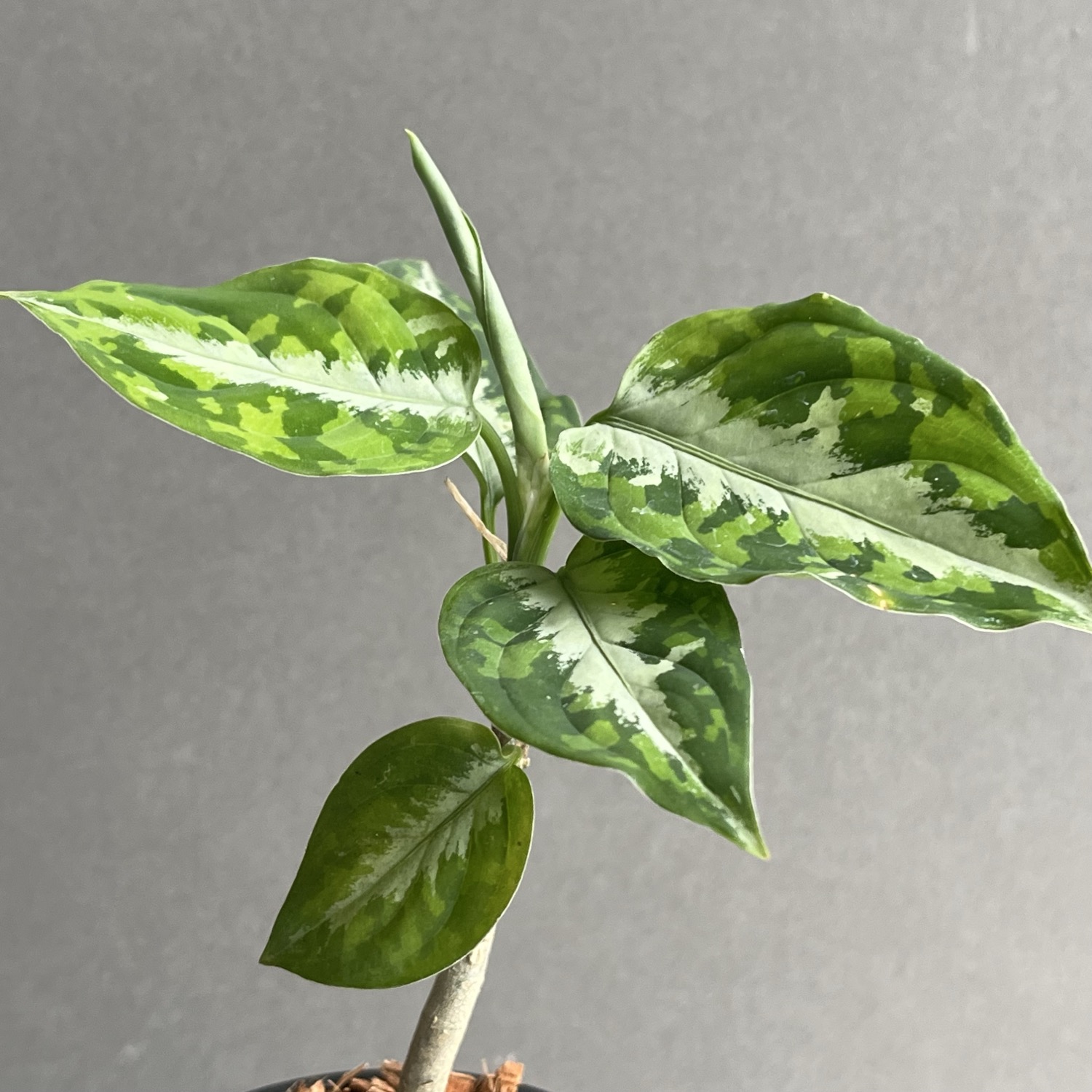 アグラオネマ ピクタム トリカラー Aglaonema pictum tricolor｜迷彩柄