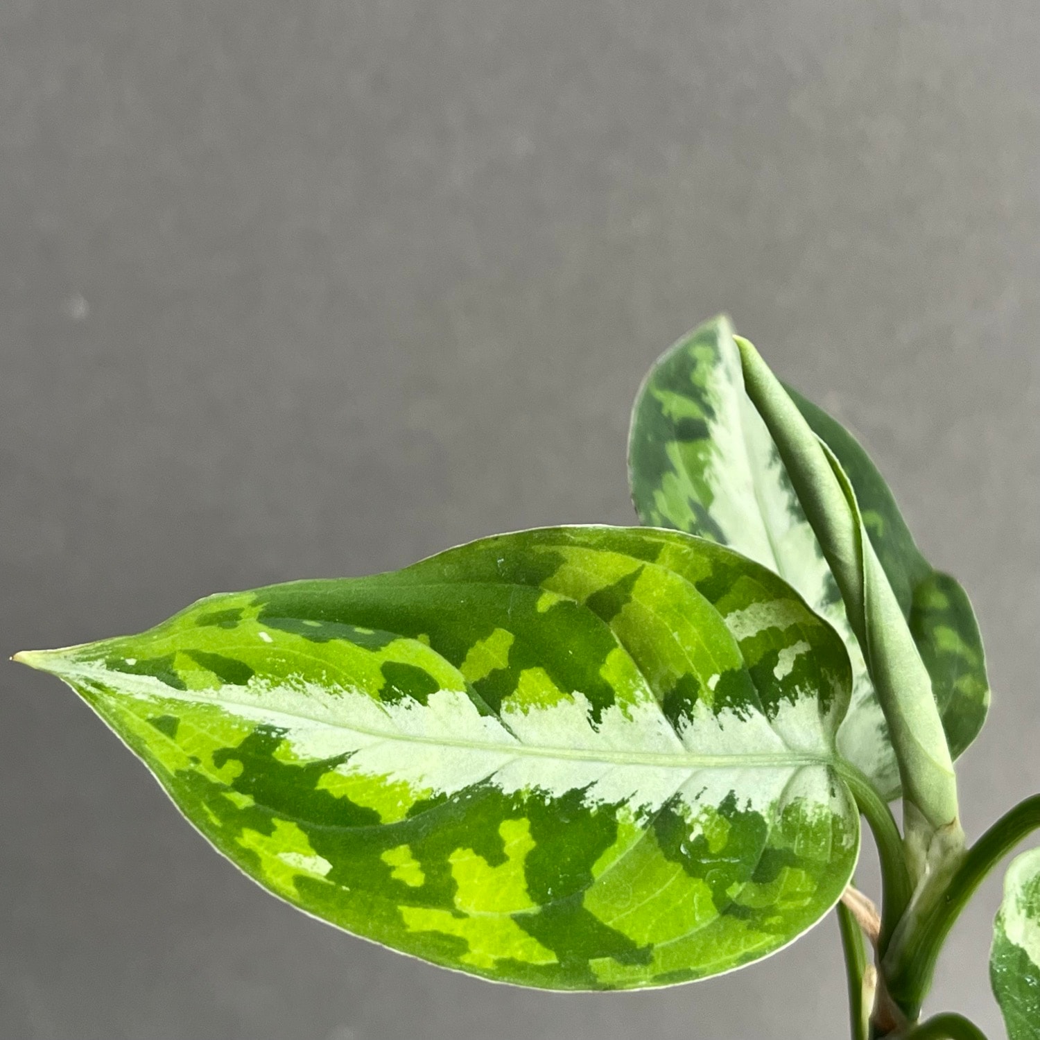 アグラオネマ ピクタム トリカラー Aglaonema pictum tricolor｜迷彩柄 