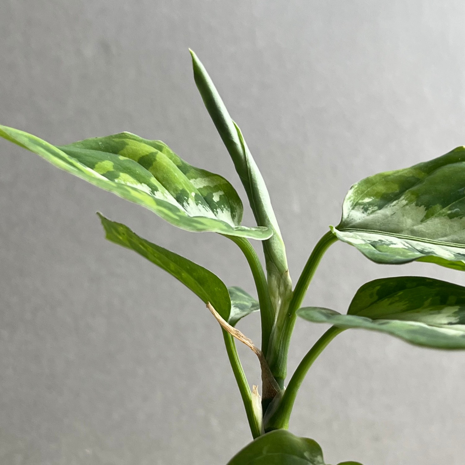 アグラオネマ ピクタム トリカラー Aglaonema pictum tricolor｜迷彩柄
