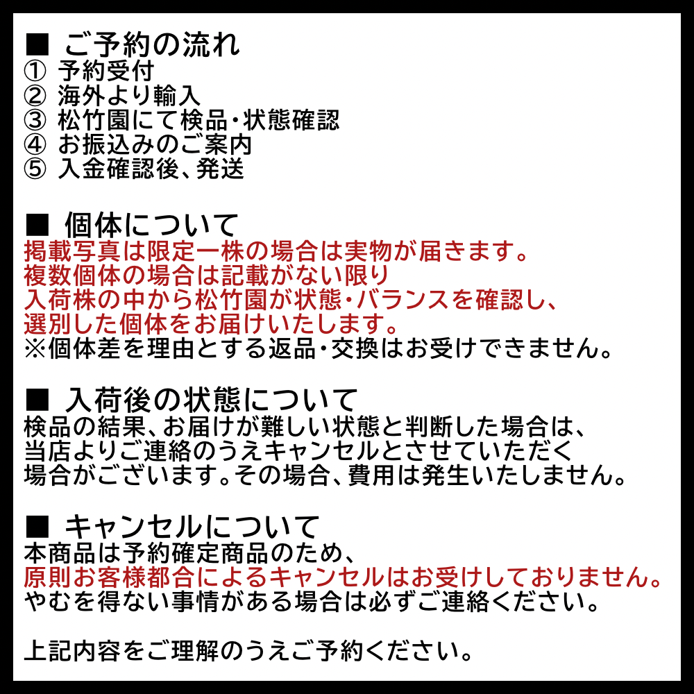 ビカクシダ 'ユニコーン' × ウィリンキー 'ワチャラ' × 'モンキー