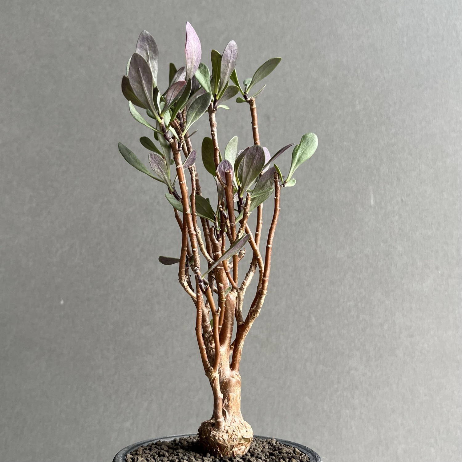 n*い様 オトンナ　ロバタ　現地球　大株 オトンナ ロバタ Othonna lobata｜塊根植物 コーデックス 冬型多肉