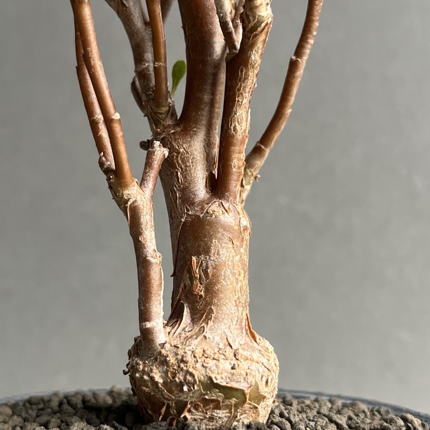 n*い様 オトンナ　ロバタ　現地球　大株 オトンナ ロバタ Othonna lobata｜塊根植物 コーデックス 冬型多肉