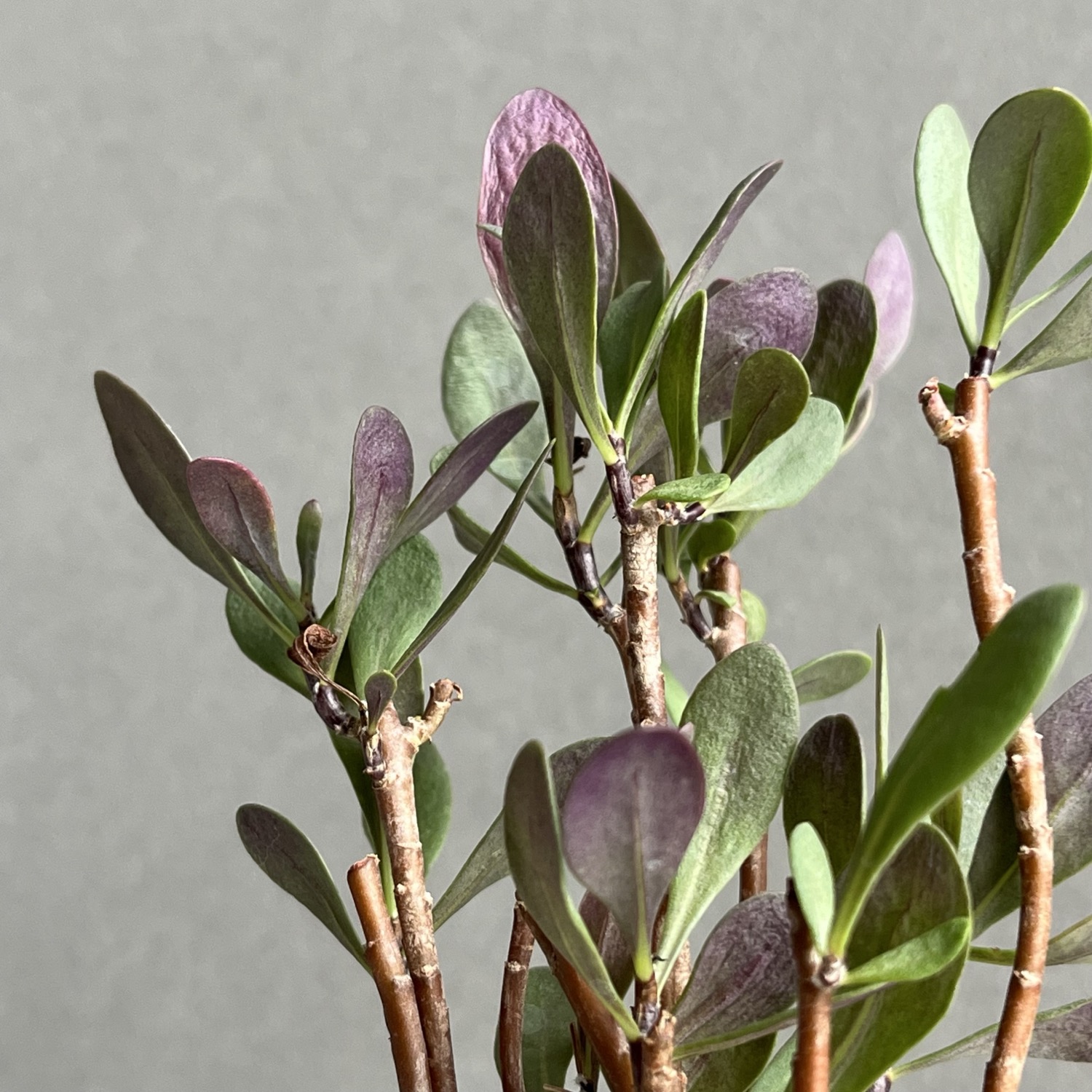 オトンナ ロバタ Othonna lobata｜塊根植物 コーデックス 冬型多肉