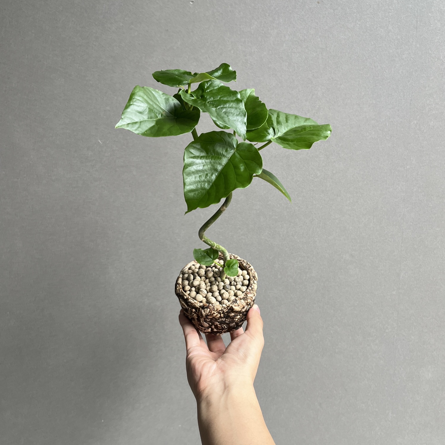 フィカス ウンベラータ 曲がり Ficus umbellata｜観葉植物 大型