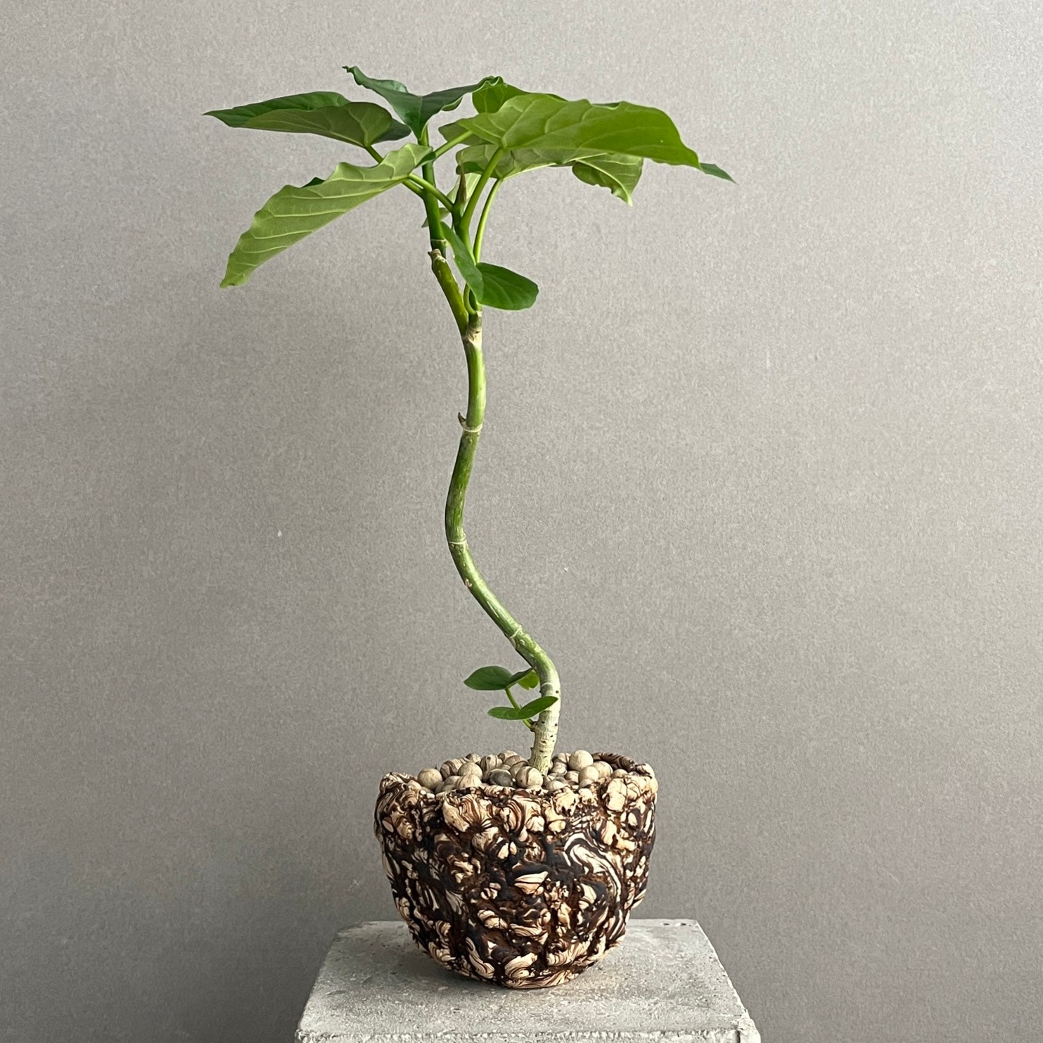 フィカス ウンベラータ 曲がり Ficus umbellata｜観葉植物 大型