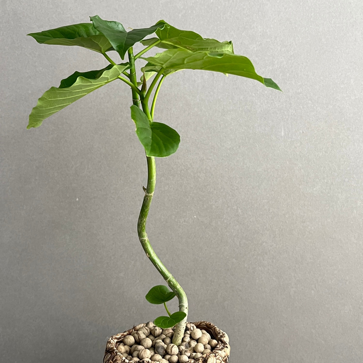 フィカス ウンベラータ 曲がり Ficus umbellata｜観葉植物 大型