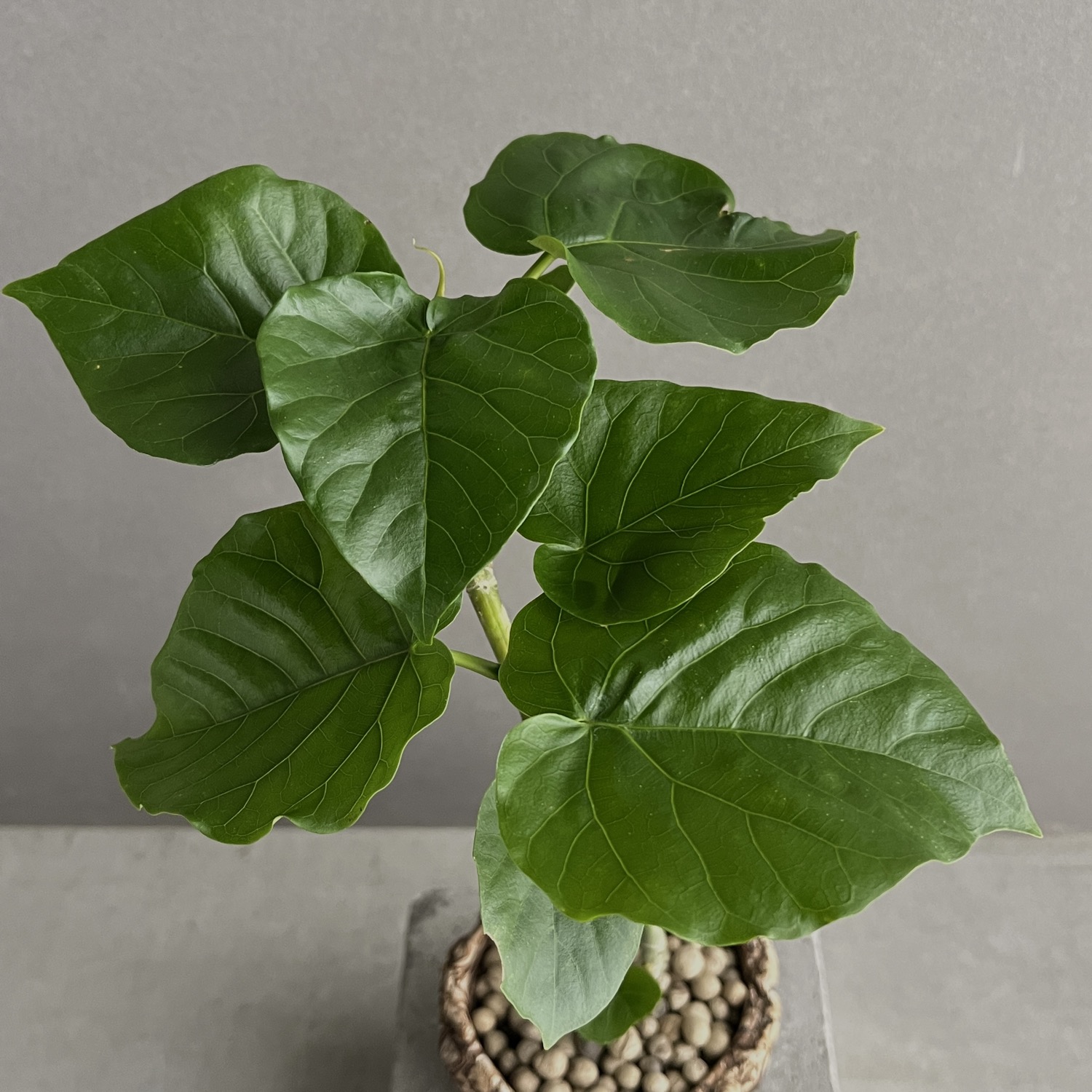 フィカス ウンベラータ 曲がり Ficus umbellata｜観葉植物 大型